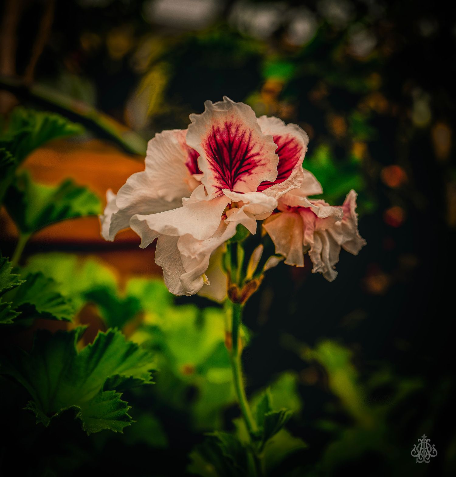 flower two - James Odd Photography - © James Allister Odd