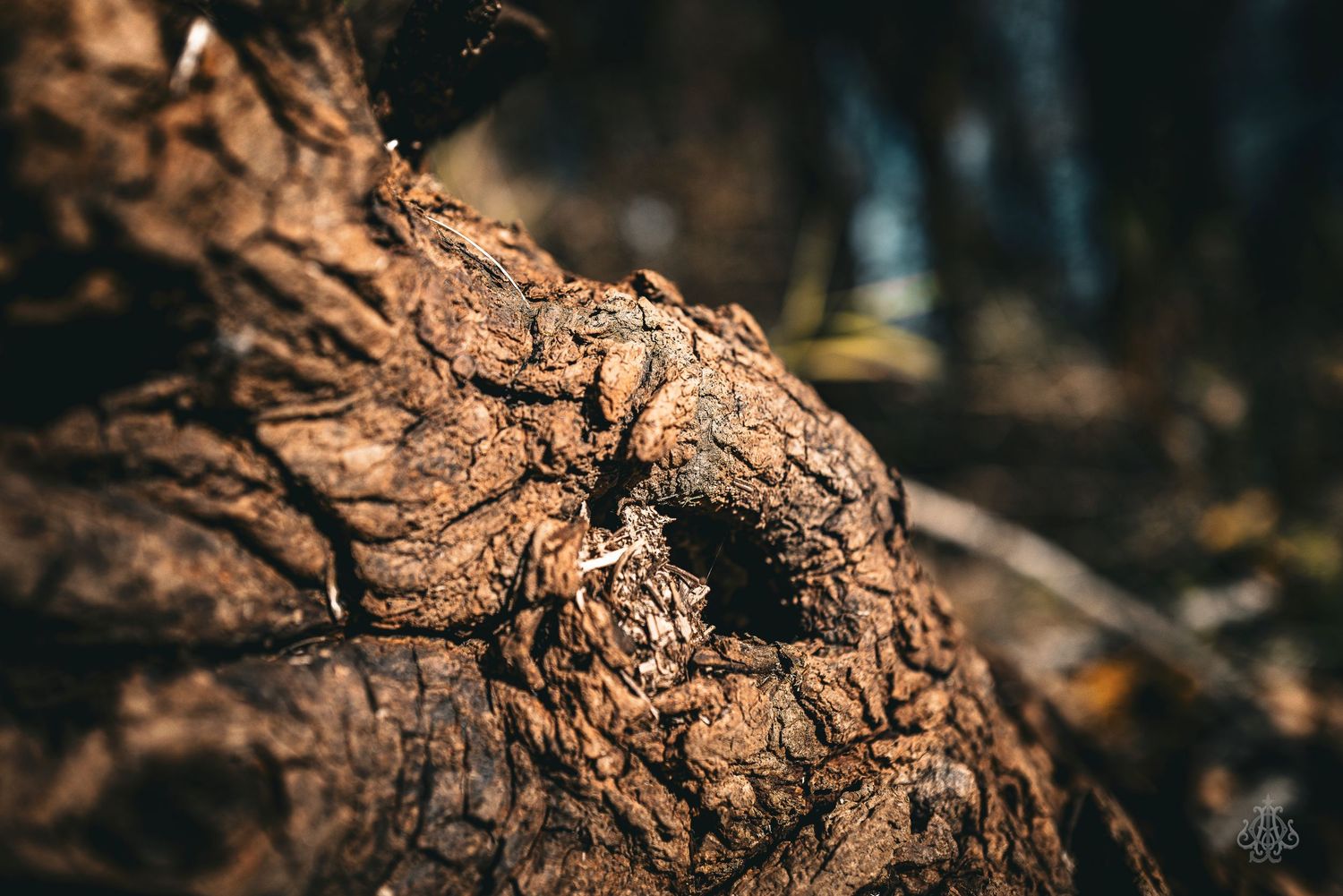 Stump - James Odd Photography - © James Allister Odd