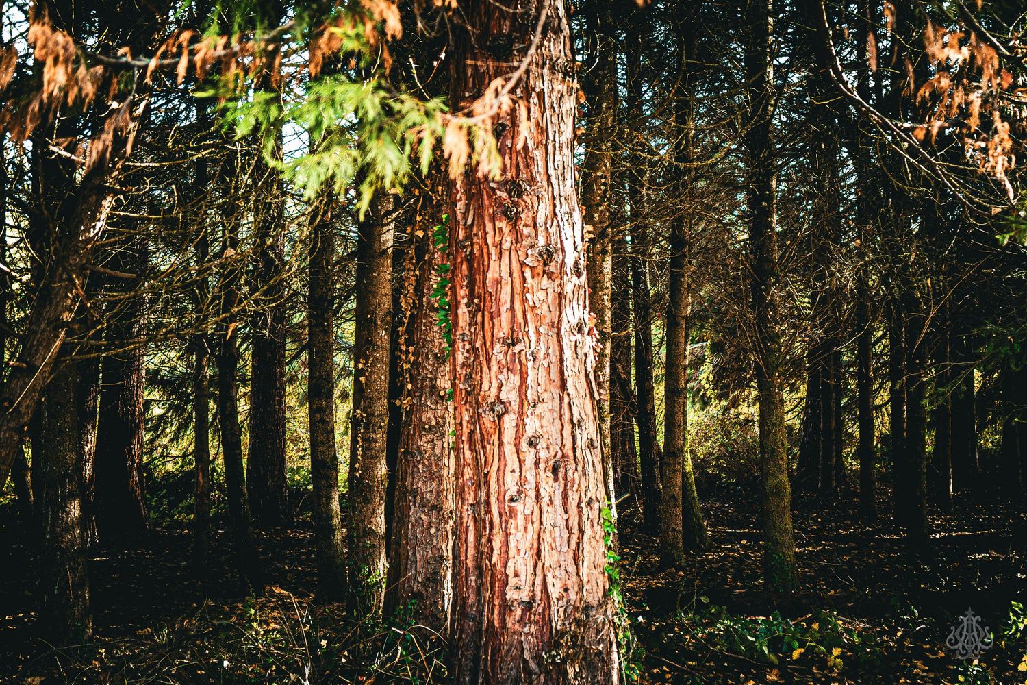 Trees with bark - James Odd Photography - © James Allister Odd