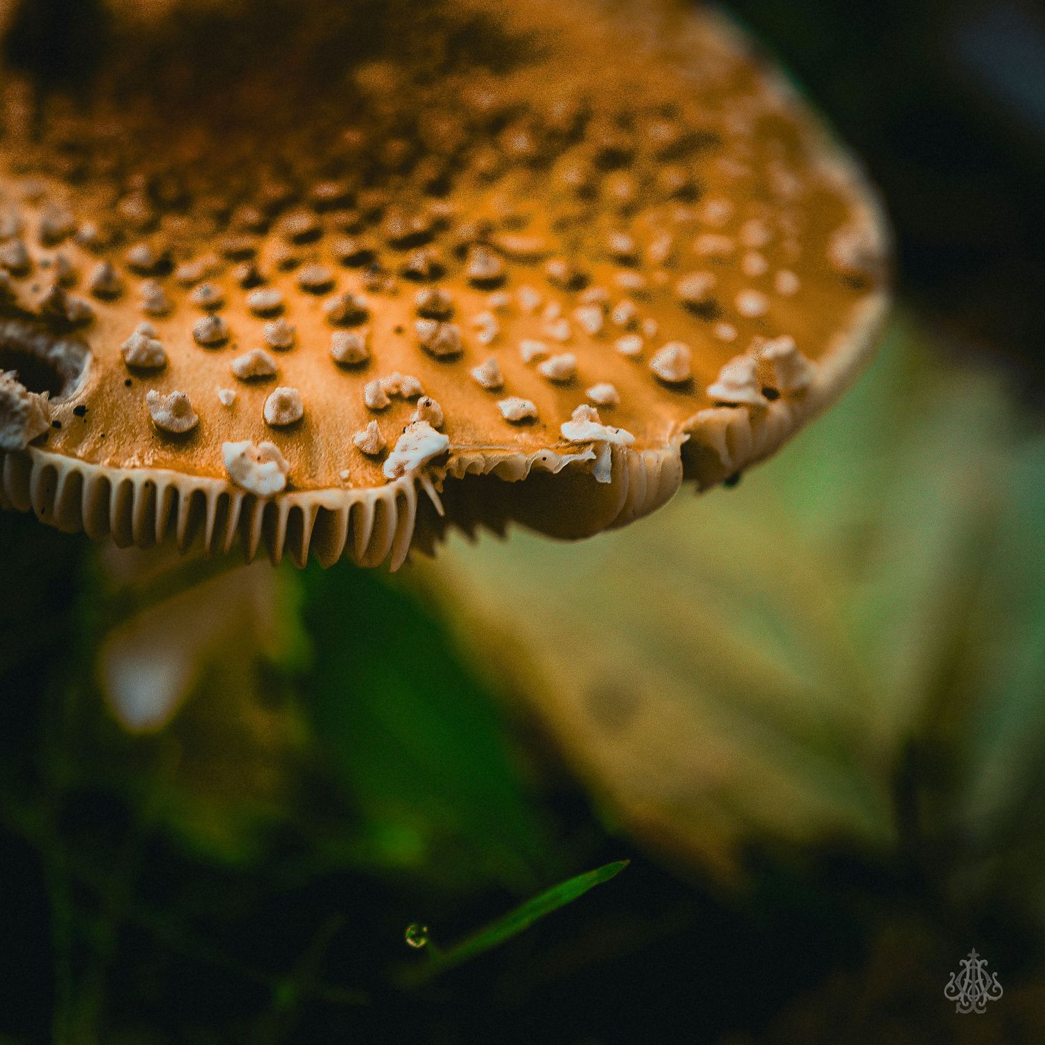 mushroom - James Odd Photography - © James Allister Odd