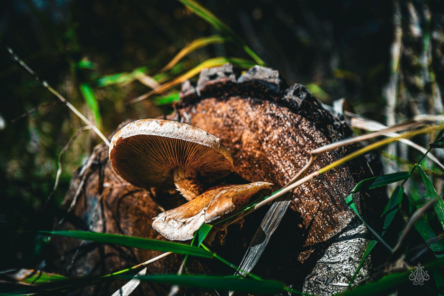 Mushrooms and log - James Odd Photography - © James Allister Odd