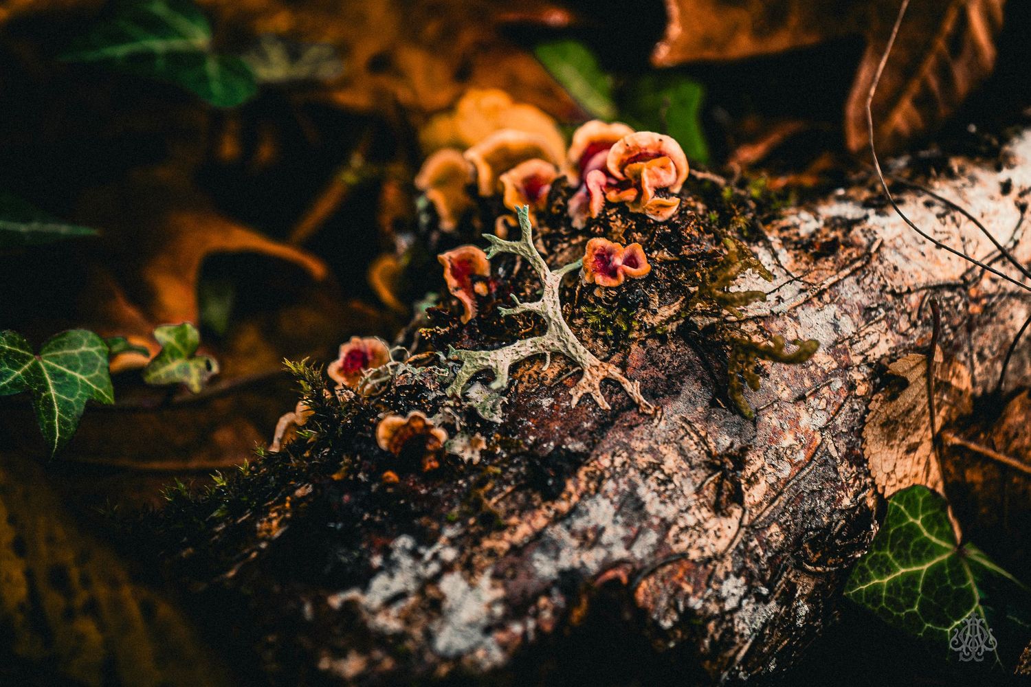 little fungus - James Odd Photography - © James Allister Odd
