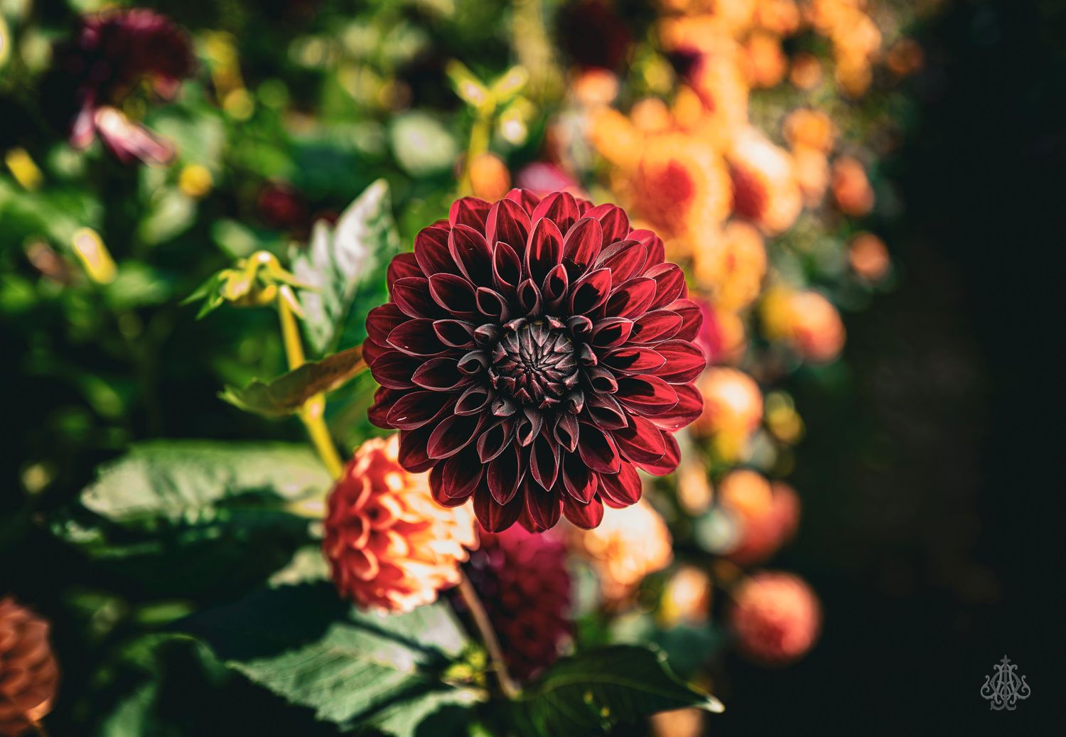 flower six - James Odd Photography - © James Allister Odd