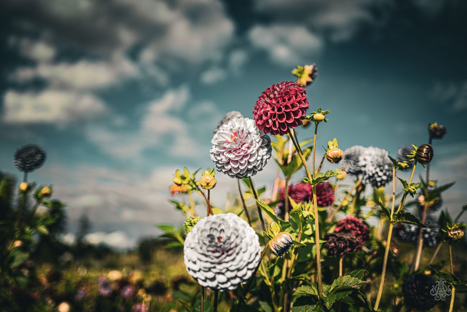 Gosh these are pretty - James Odd Photography - © James Allister Odd