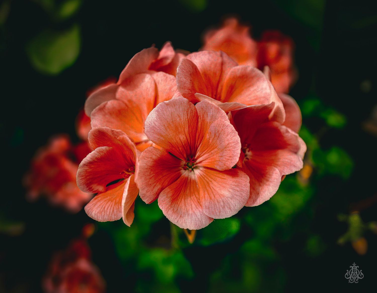 flowers four - James Odd Photography - © James Allister Odd