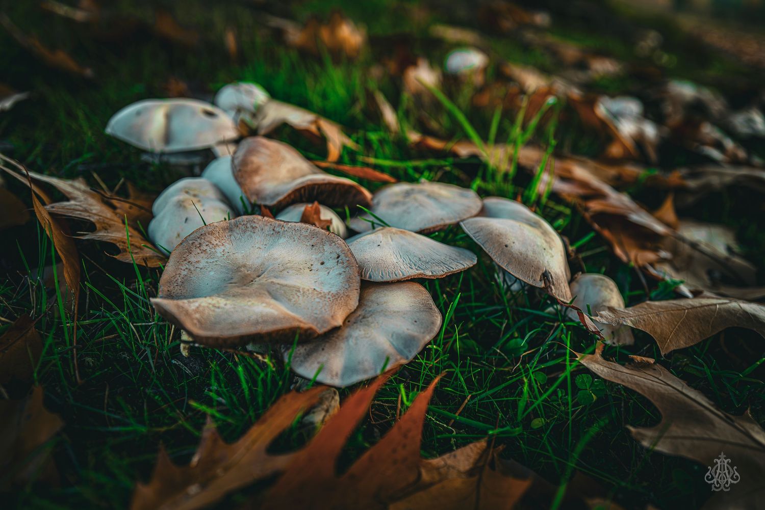 Cluster of mushrooms - James Odd Photography - © James Allister Odd