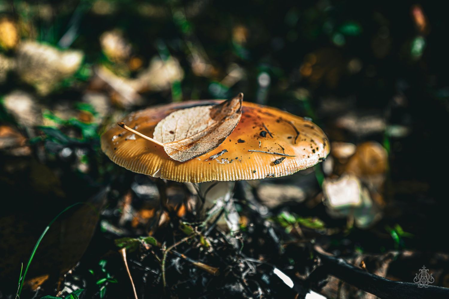 Mushroom and leaf two - James Odd Photography - © James Allister Odd