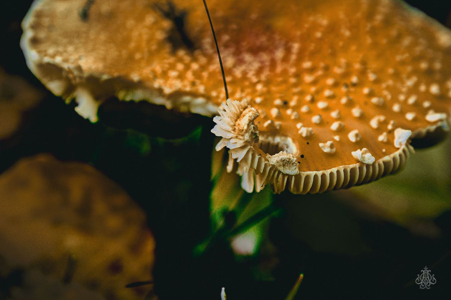 mushroom but different - James Odd Photography - © James Allister Odd