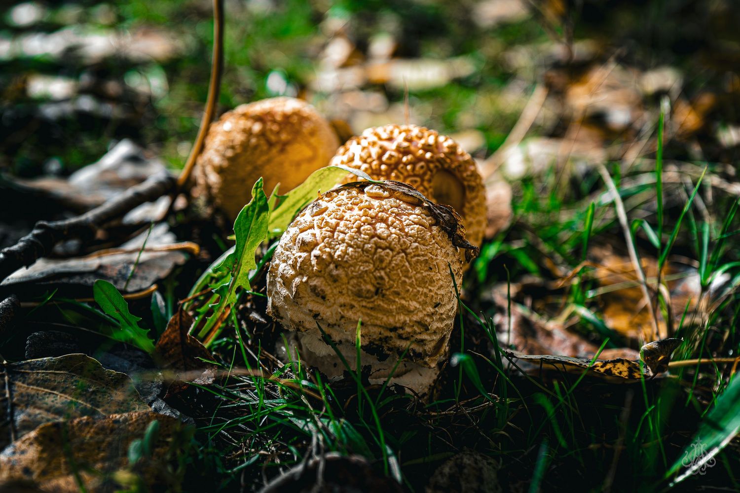 Fungus 2 - James Odd Photography - © James Allister Odd