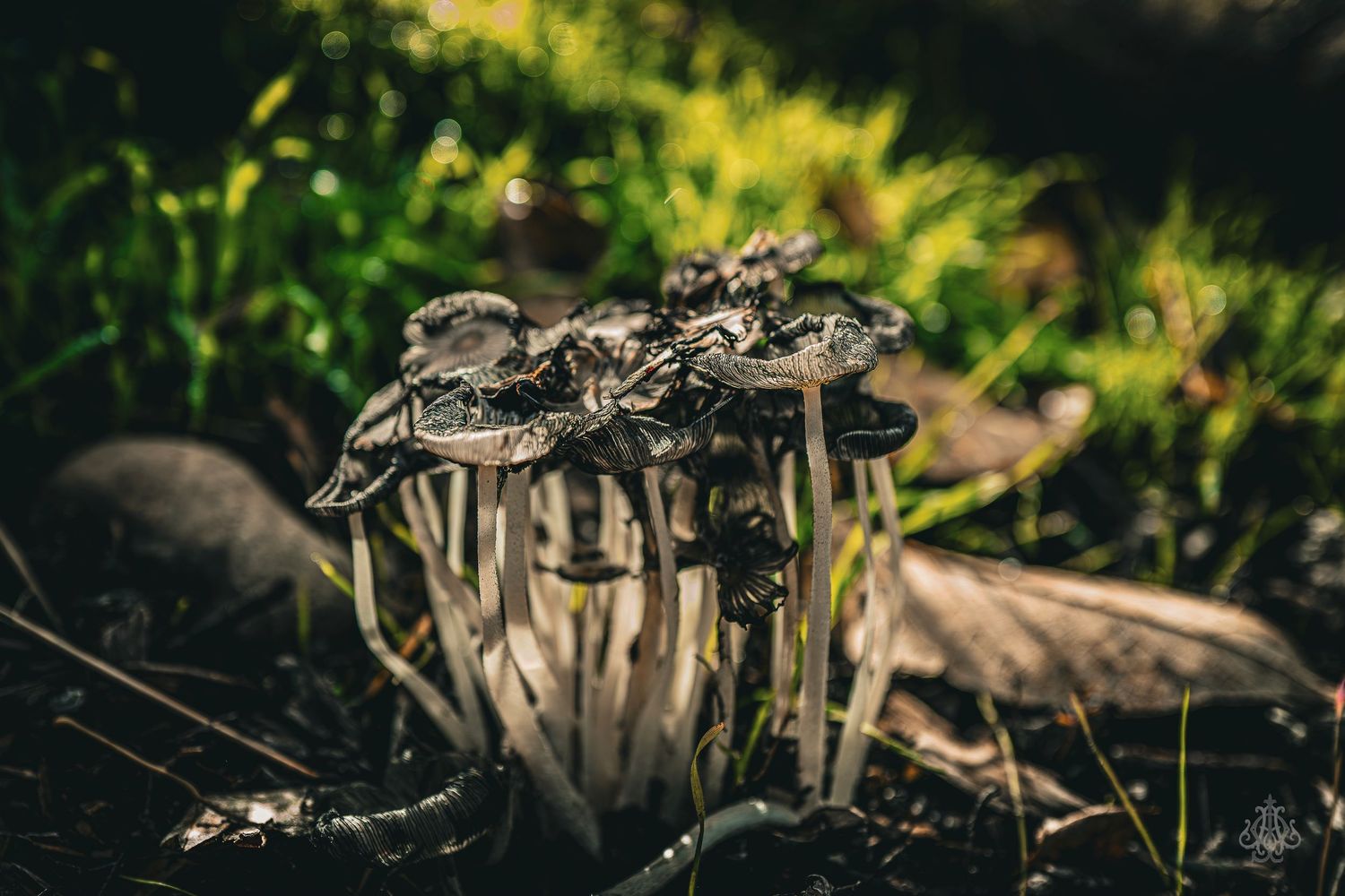 Little cluster of mushrooms - James Odd Photography - © James Allister Odd
