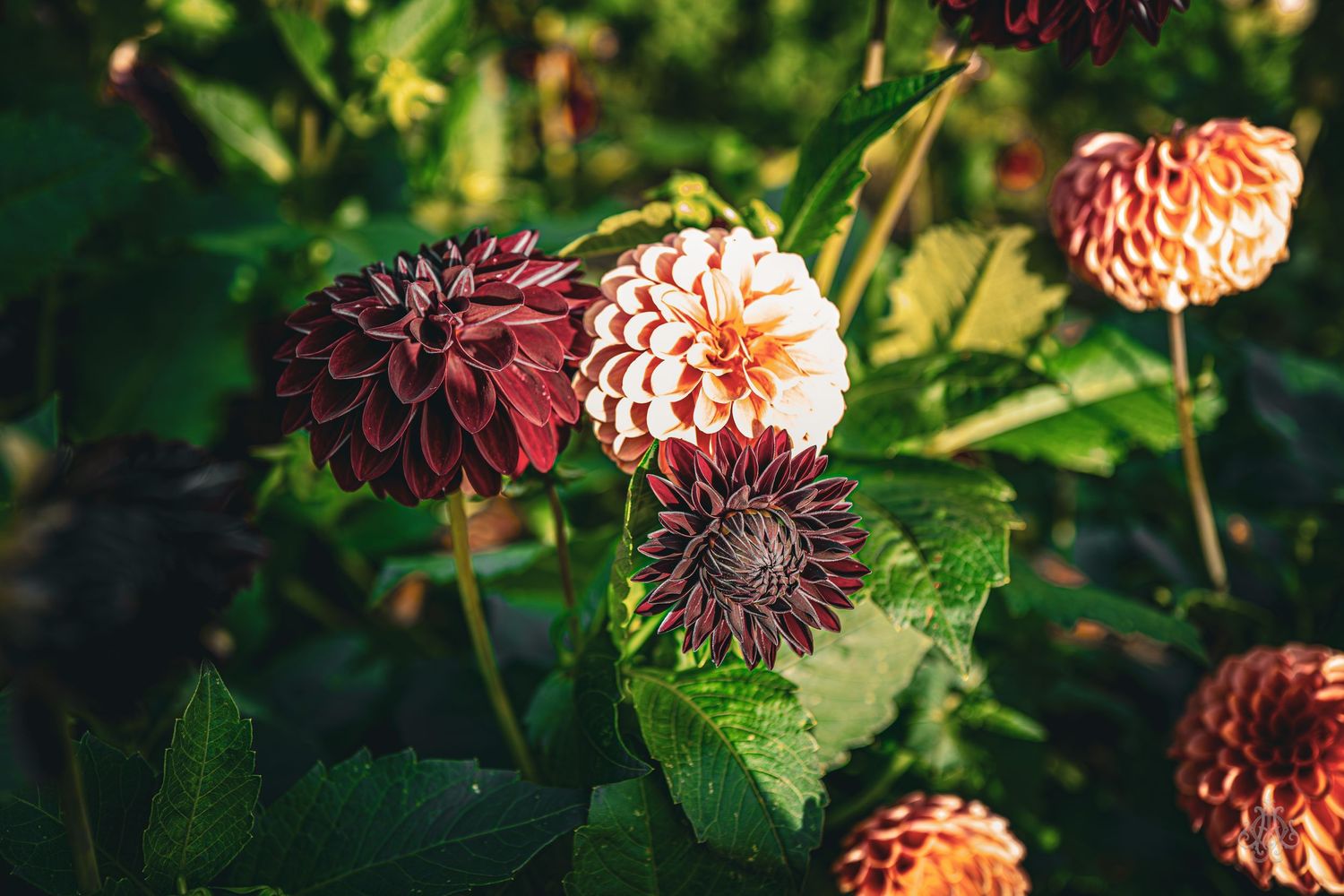 Bunch of my favs - James Odd Photography - © James Allister Odd
