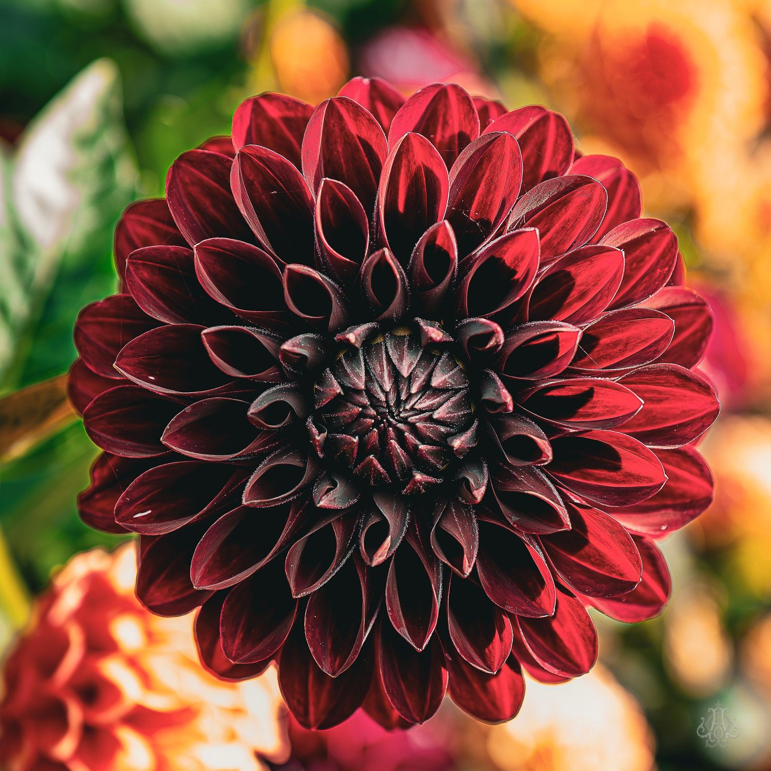Big o'l flower - James Odd Photography - © James Allister Odd