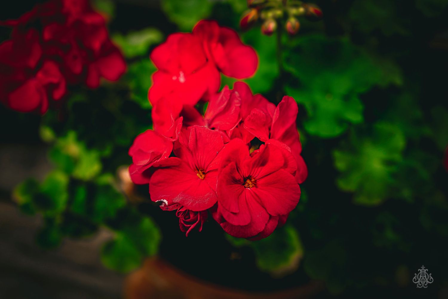 flower five - James Odd Photography - © James Allister Odd