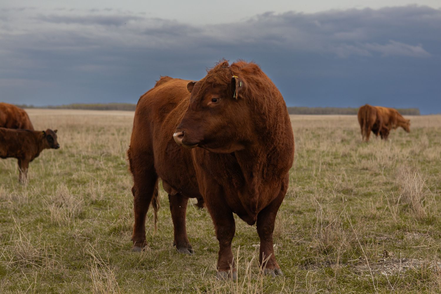 Red Angus bull stands in open prairie pasture with herd grazing under dramatic stormy sky.