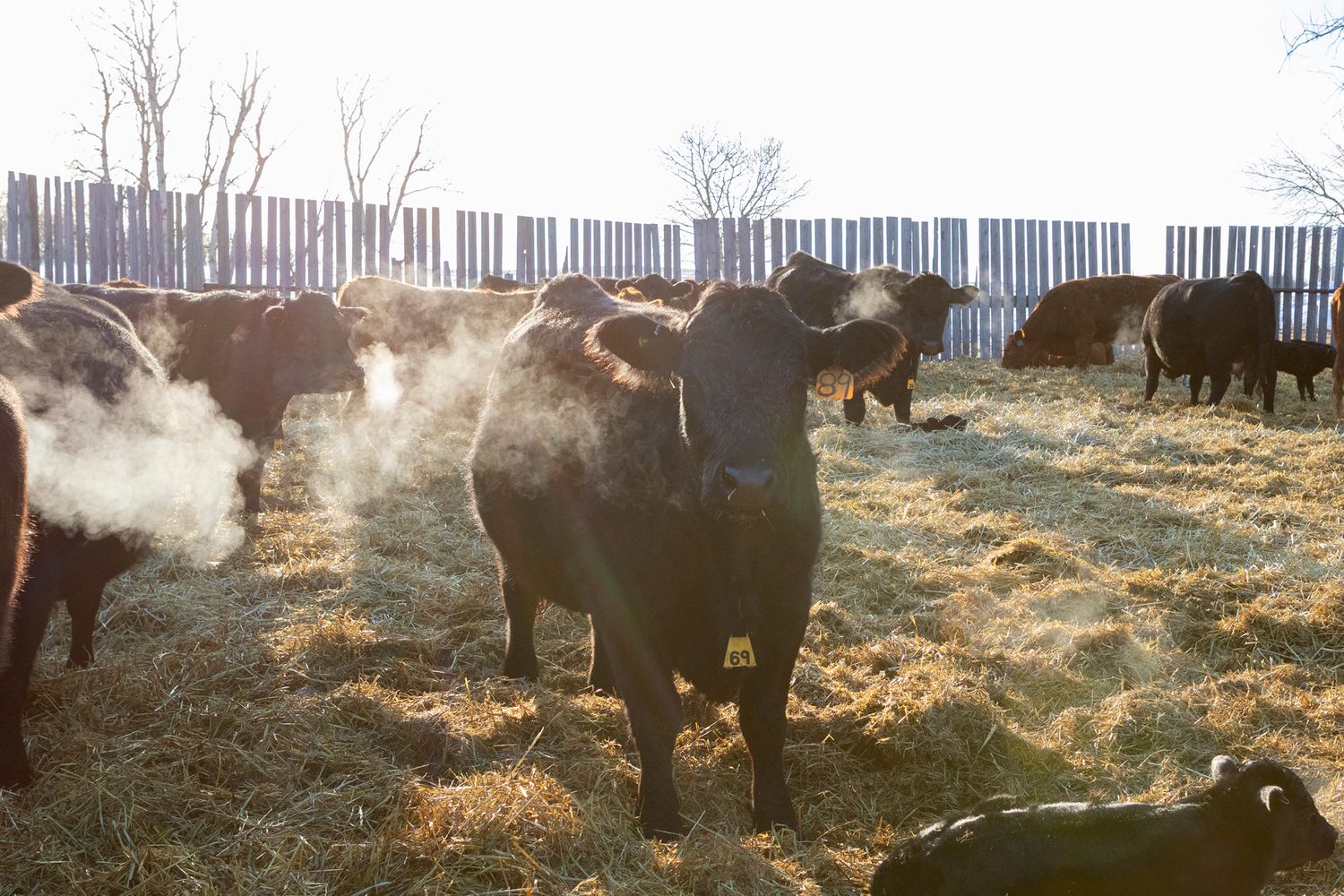 Black cattle stand on hay in a frosty feedlot, breath visible in cold air, wooden fence in background.