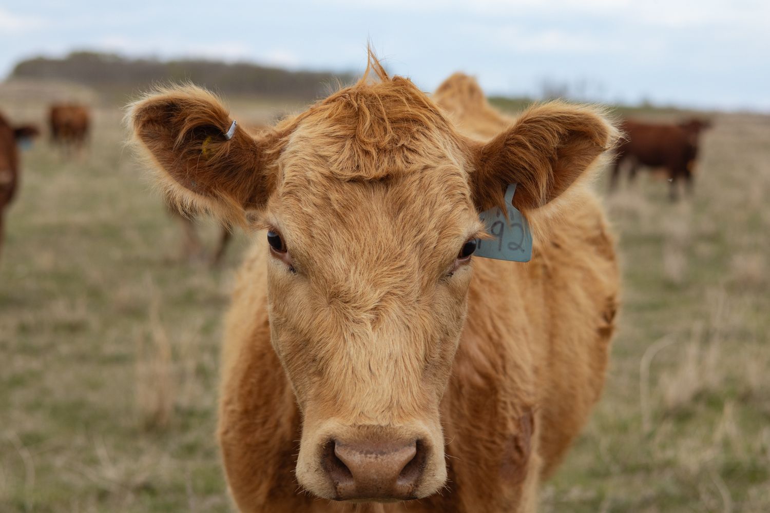 Close-up of a young brown calf with a blue ear tag standing in a pasture with cattle grazing in the background.