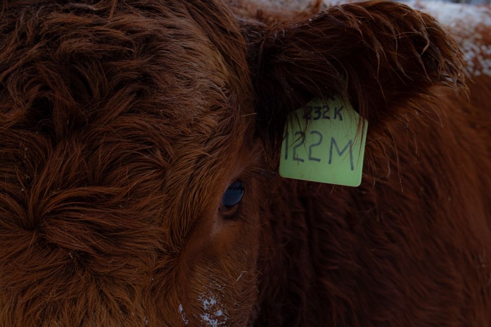 up close photo of a cow