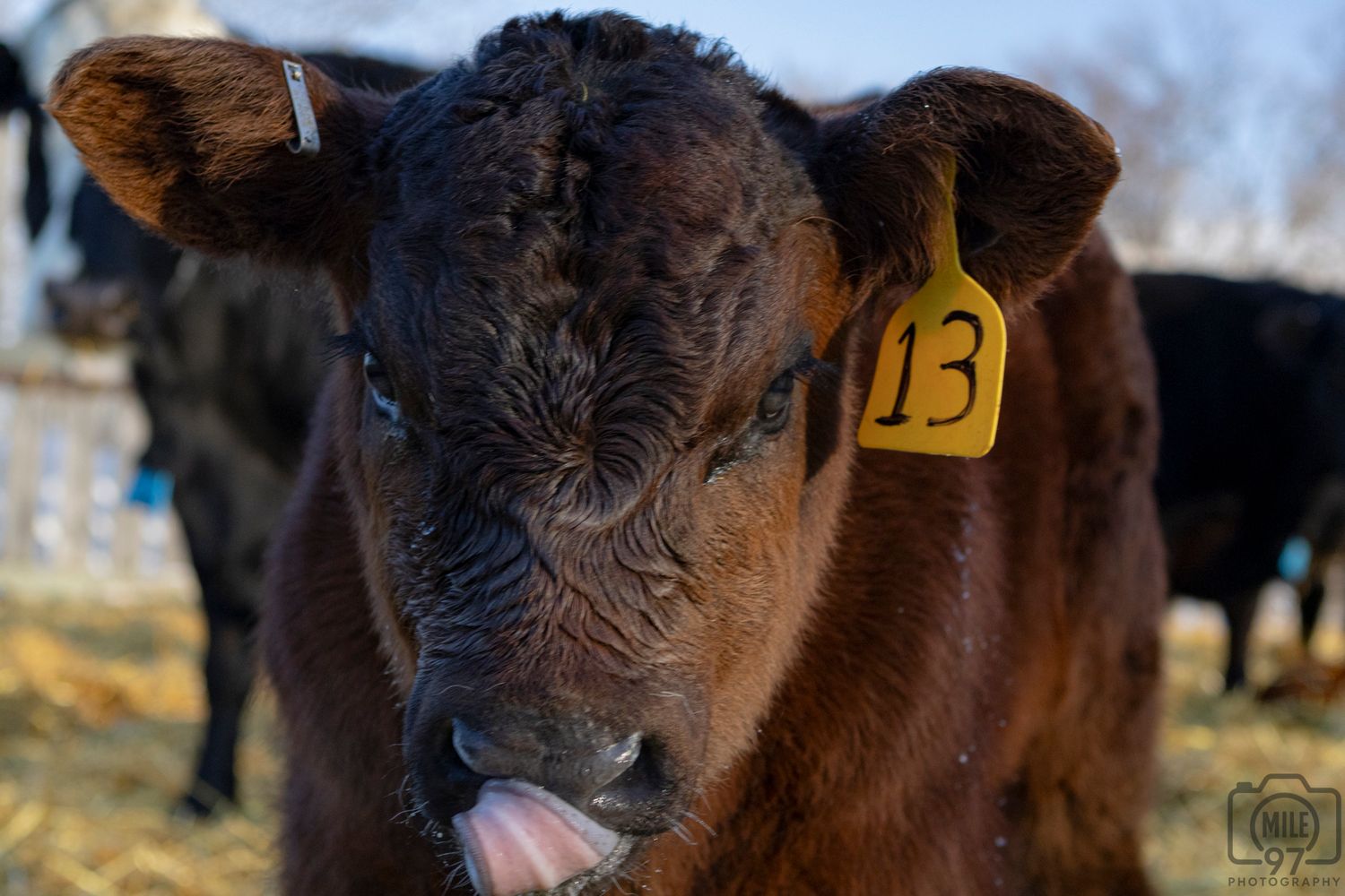 Close-up of a brown calf with yellow ear tag number 13 sticking out its tongue on a farm.