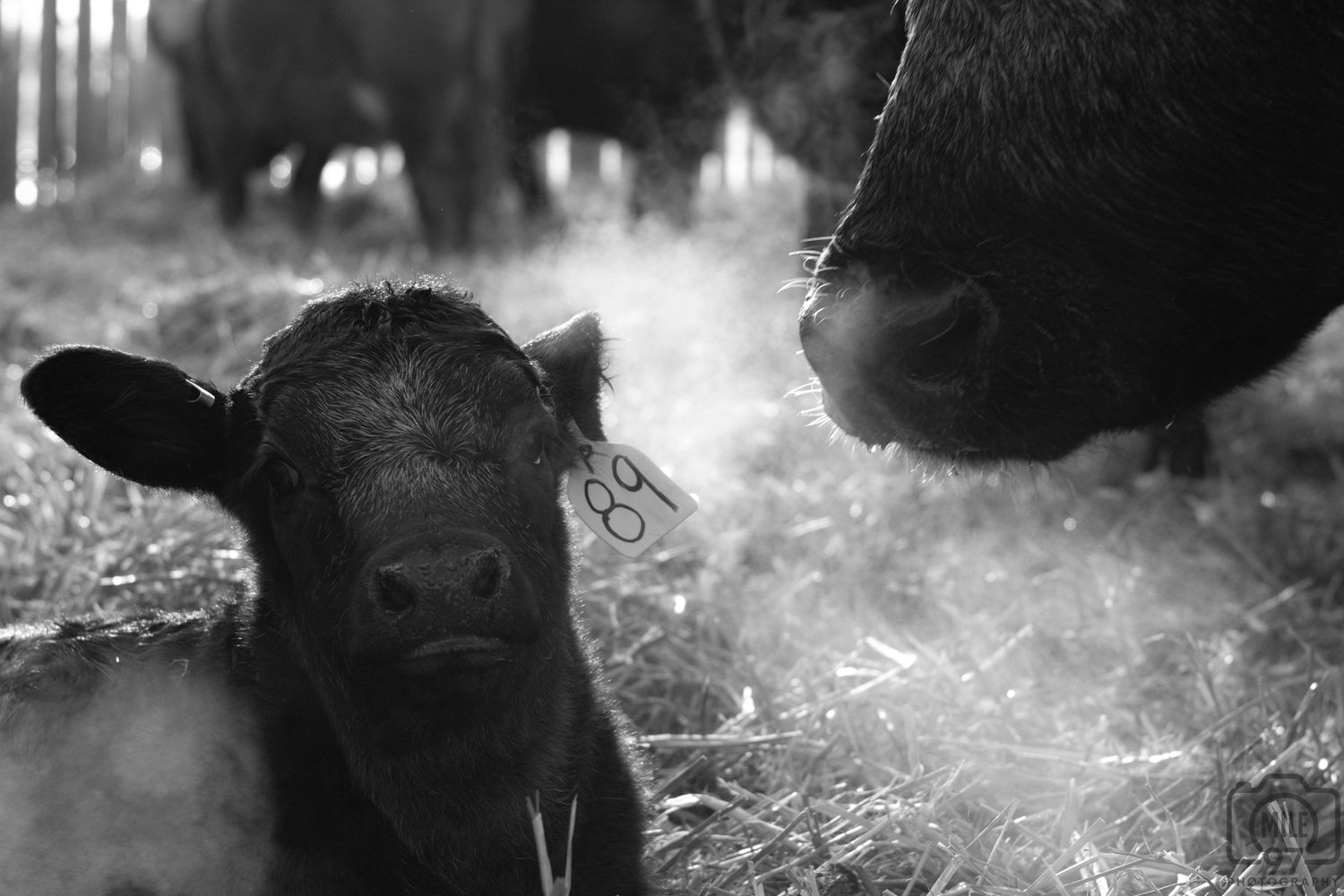 Black and white photo of a newborn calf tagged number 89 standing in hay beside an adult cow.