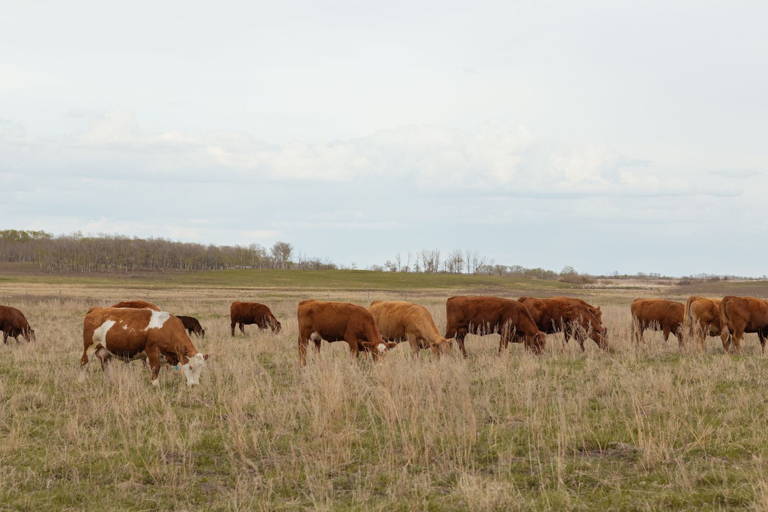 Herd of brown and white Hereford cattle grazing in a dry grass field under an overcast sky.