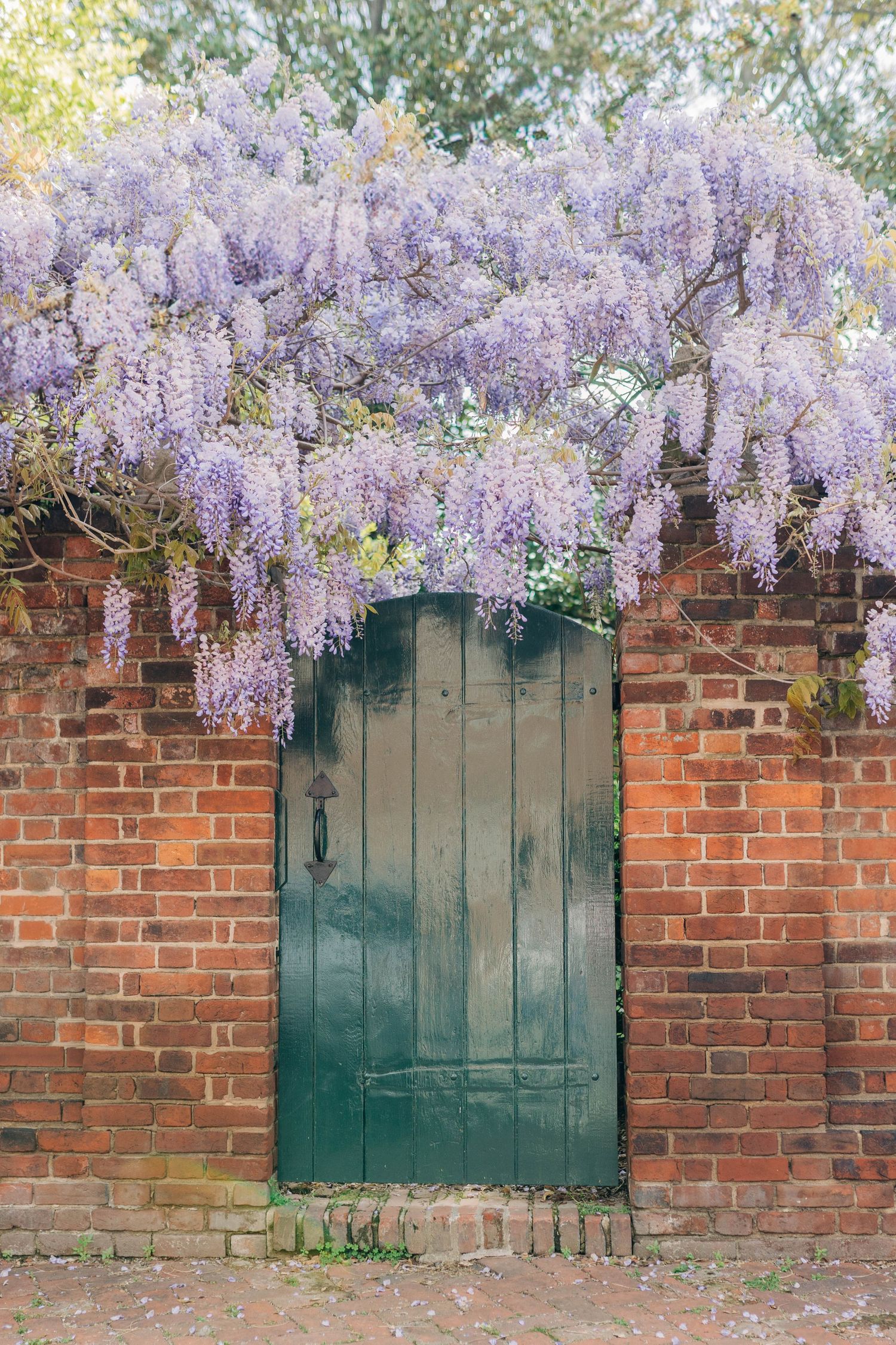 Cascading purple wisteria flowers drape elegantly over a green wooden gate set in a rustic brick wall.