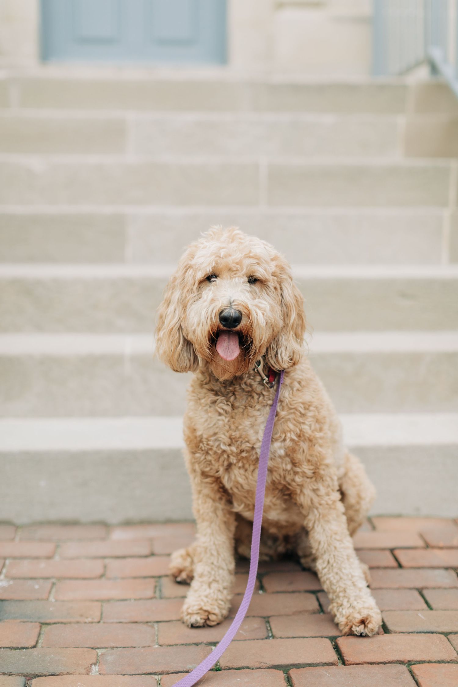 Happy goldendoodle dog with curly fur sitting on brick pavement with purple leash.