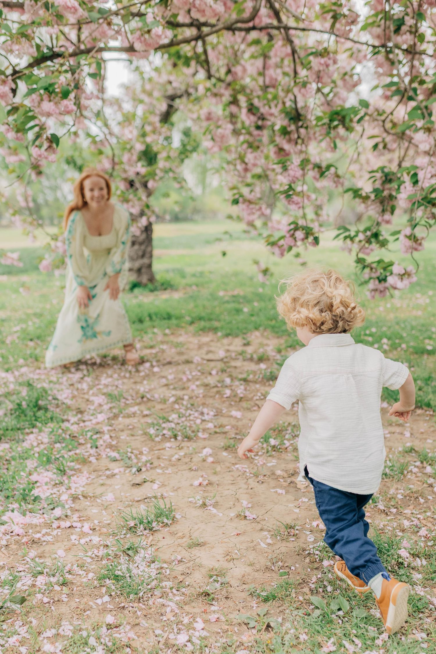A joyful spring scene under blooming cherry trees with scattered pink petals on the ground.