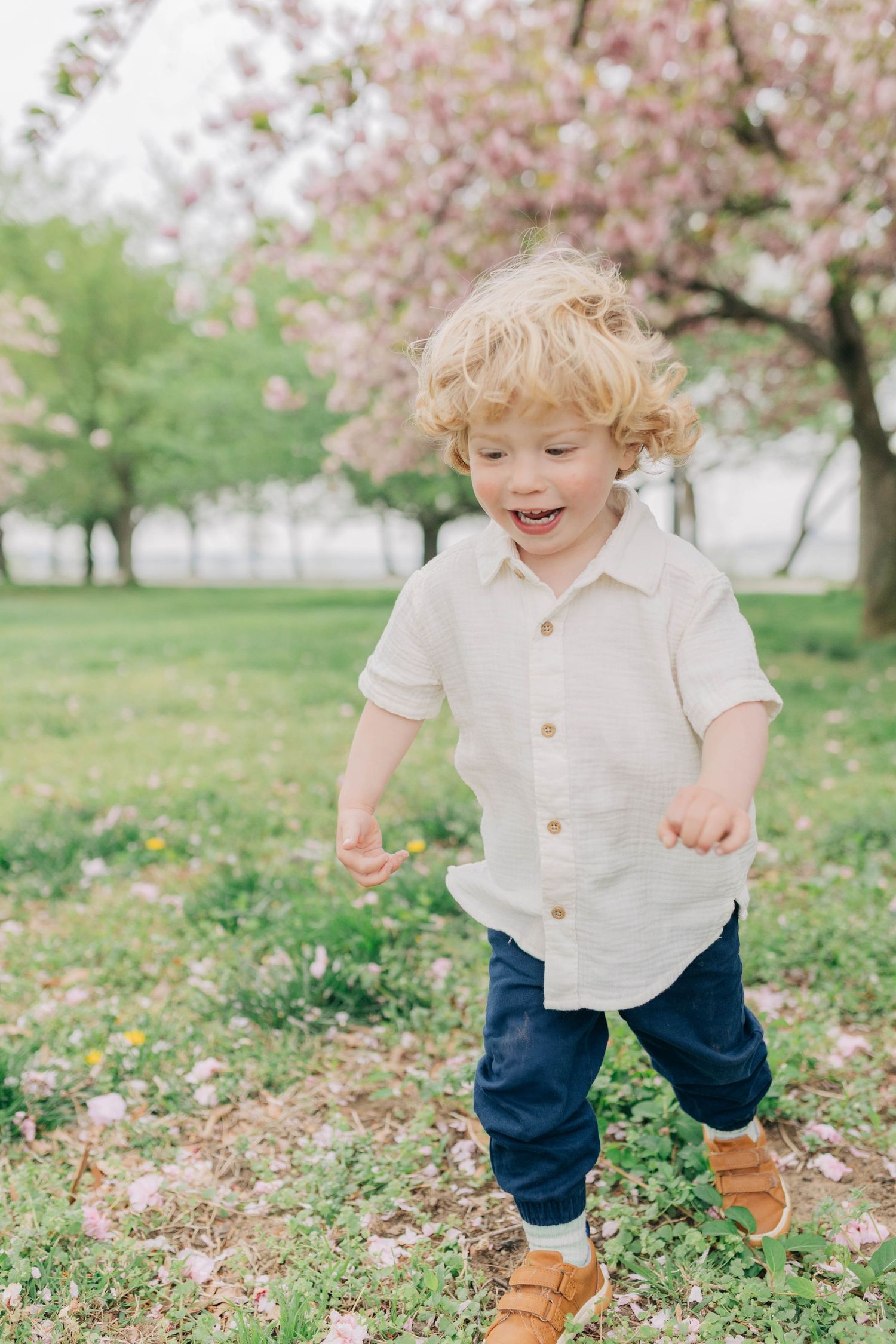 A toddler wearing a white button-down shirt and blue pants plays joyfully under blooming cherry blossom trees in spring.