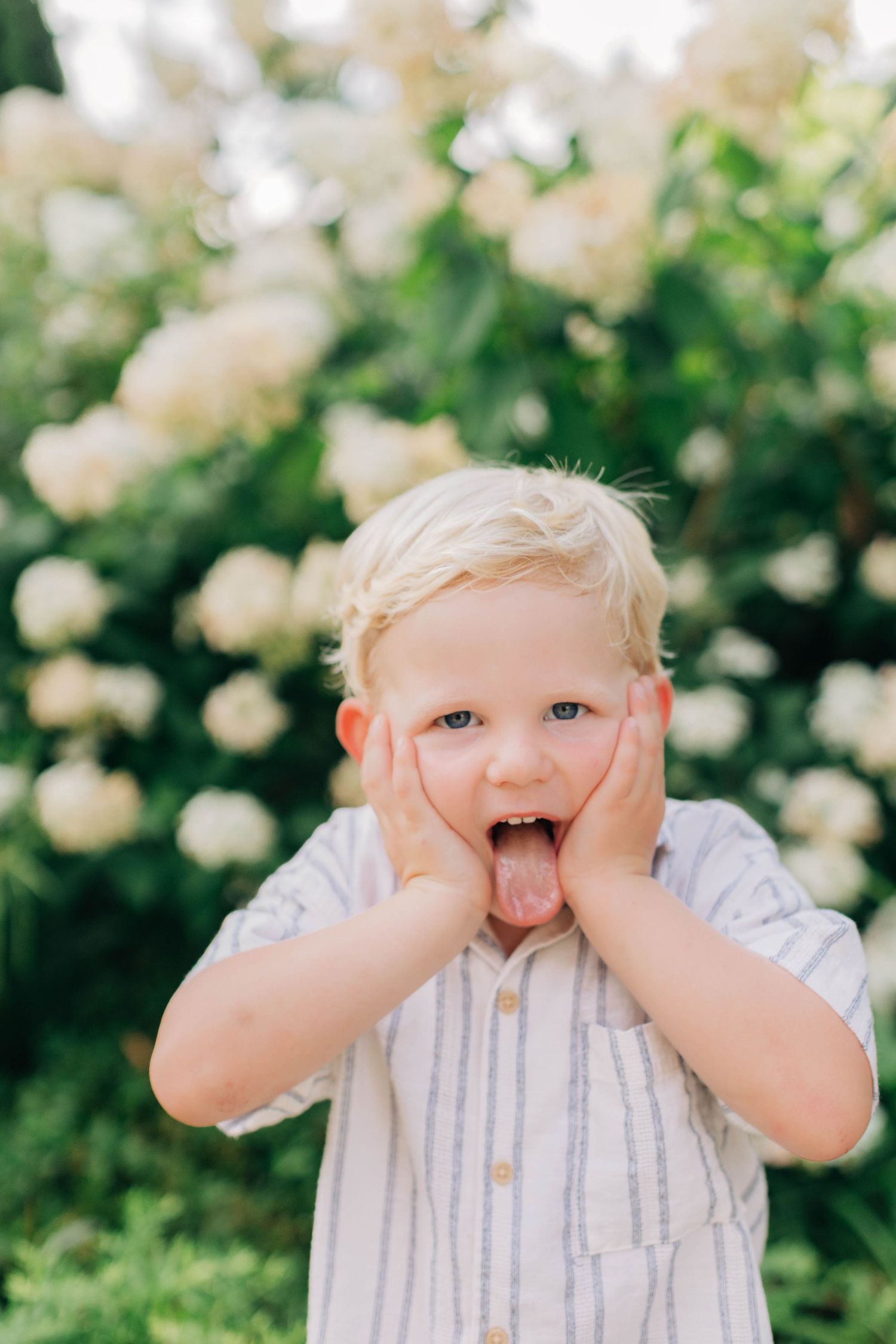 Blonde toddler boy making a funny face with hands on cheeks and tongue out in front of white hydrangeas.