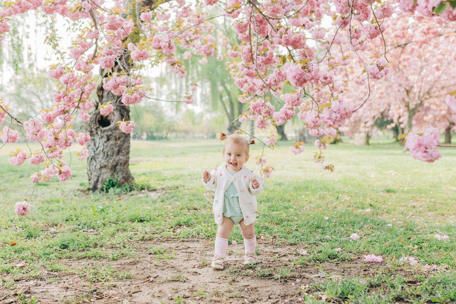 Beautiful cherry blossom trees in full bloom create a pink canopy in a spring park setting.