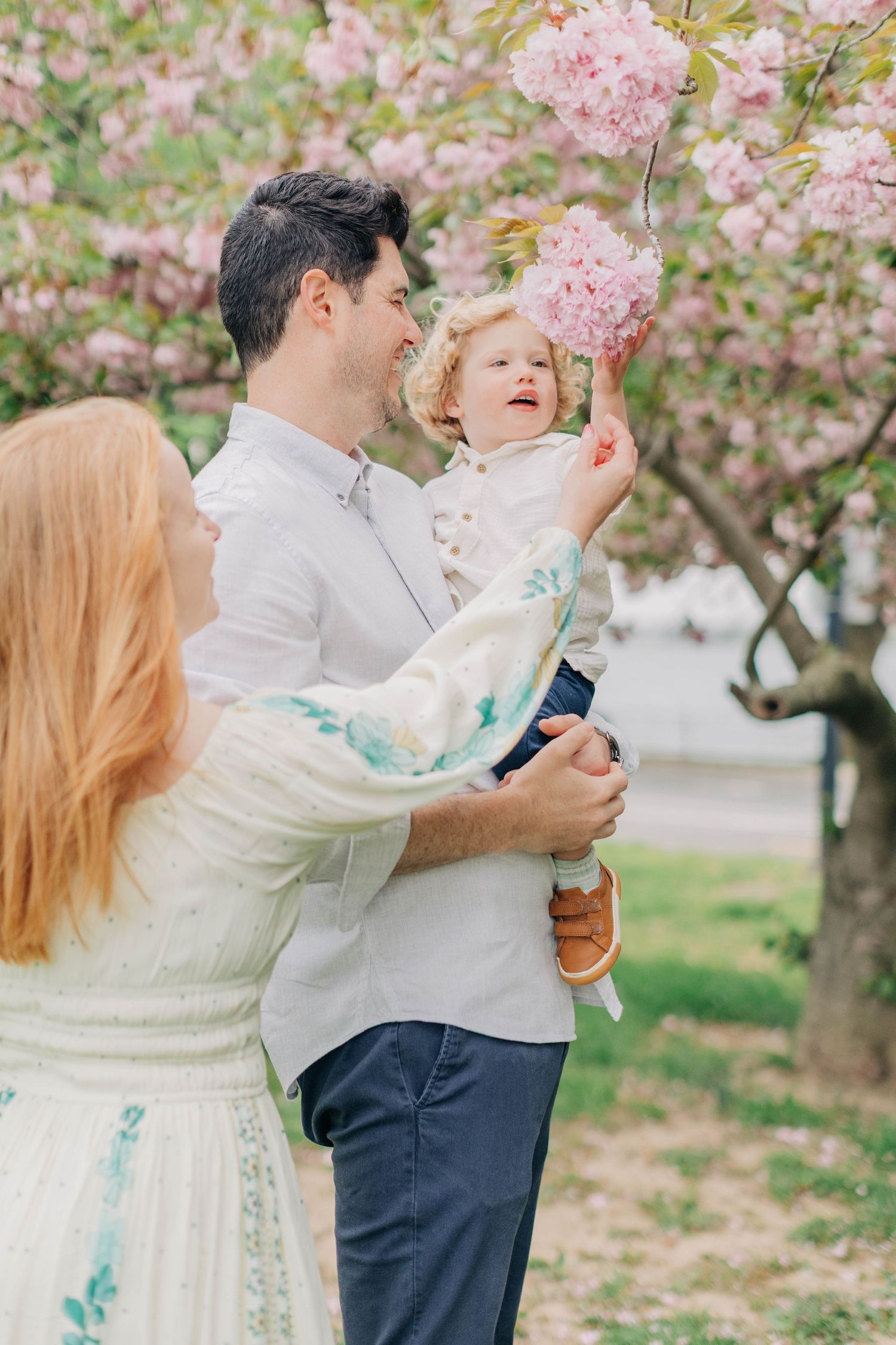 A family enjoys springtime together under blooming pink cherry blossoms in a park.