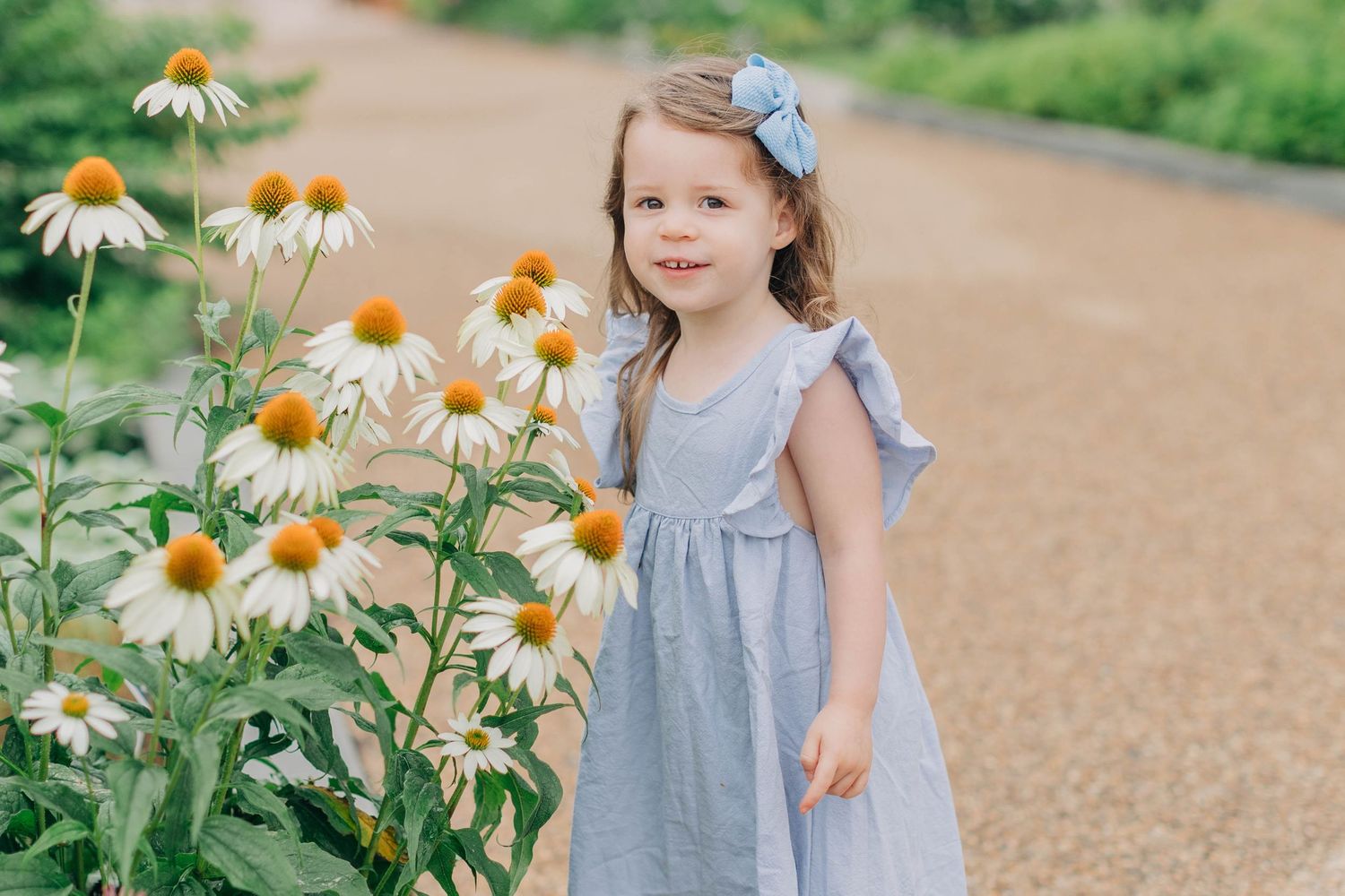 A young girl in a blue dress with a bow headband stands beside white coneflowers in a garden path.