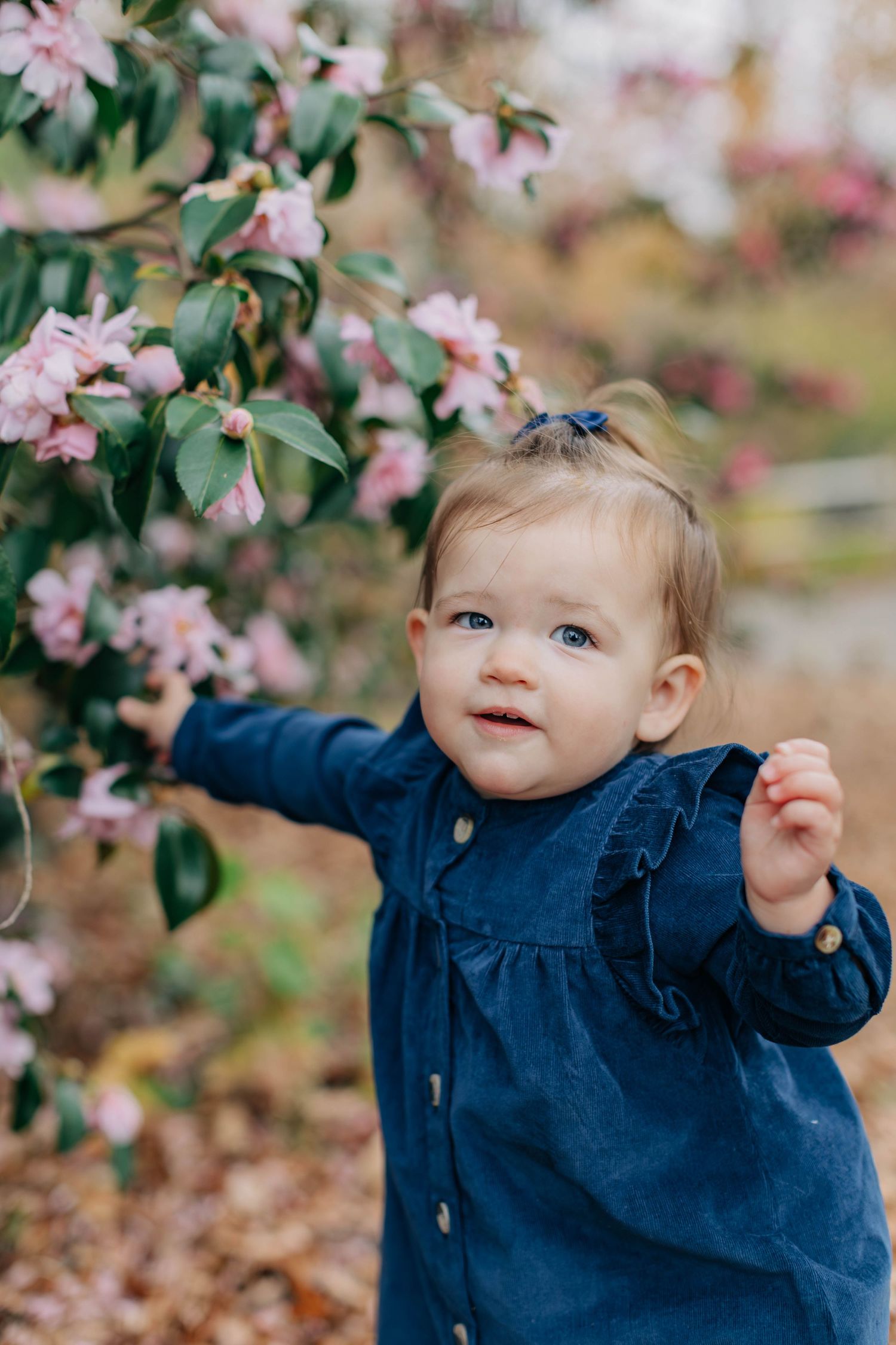 Baby in navy dress exploring pink blossoms in springtime garden setting.