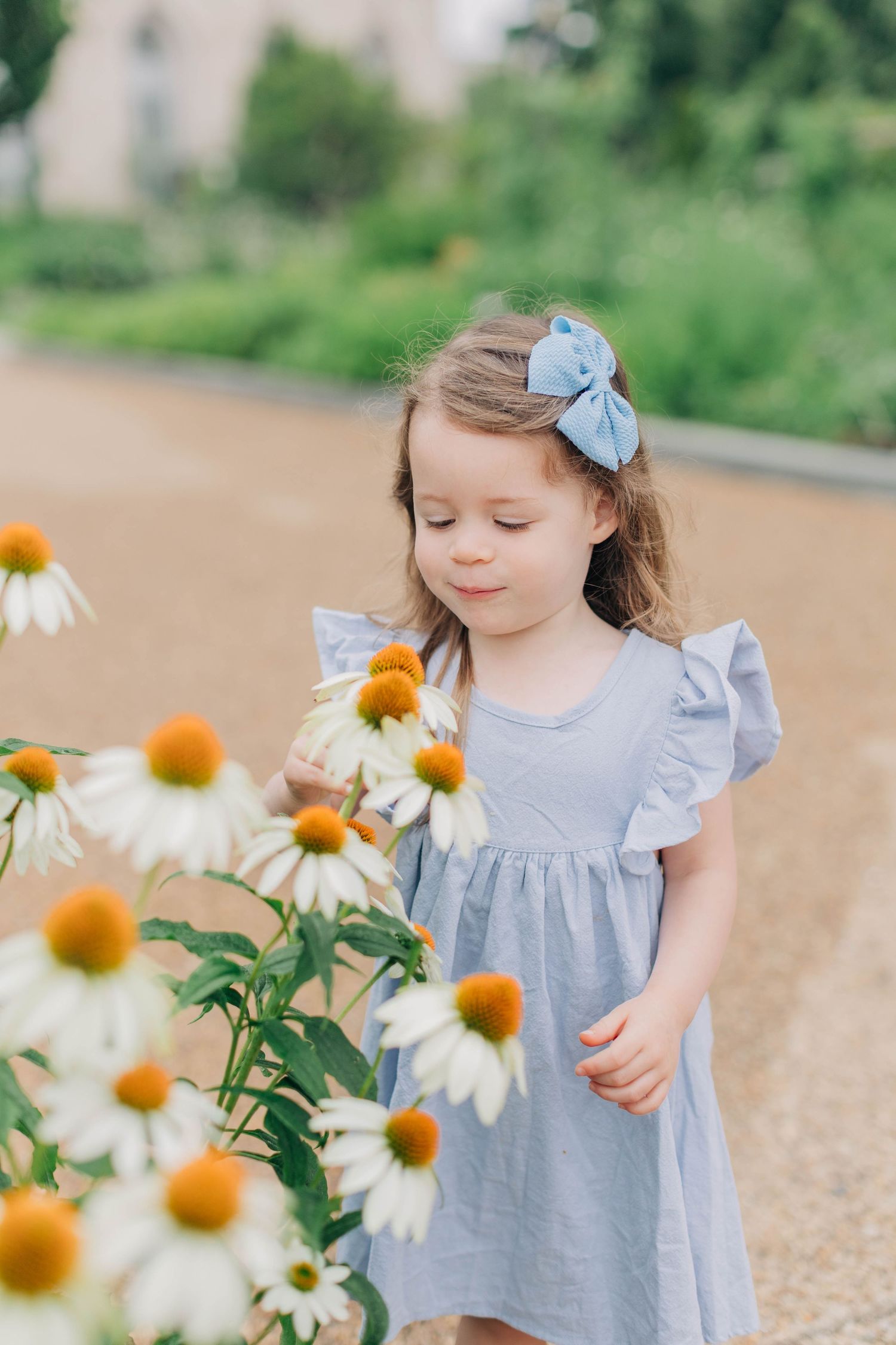 Sweet toddler in blue dress exploring white daisies in a garden setting.
