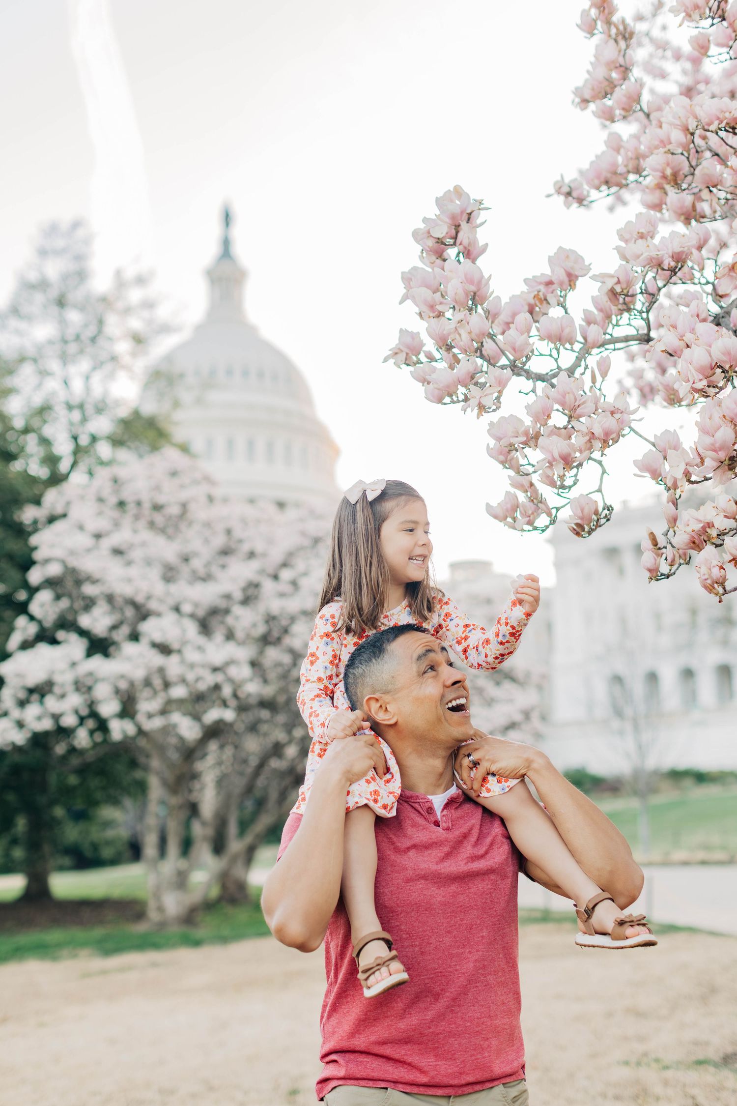A father laughs joyfully with his daughter on his shoulders near blooming magnolia trees and the US Capitol building in spring.