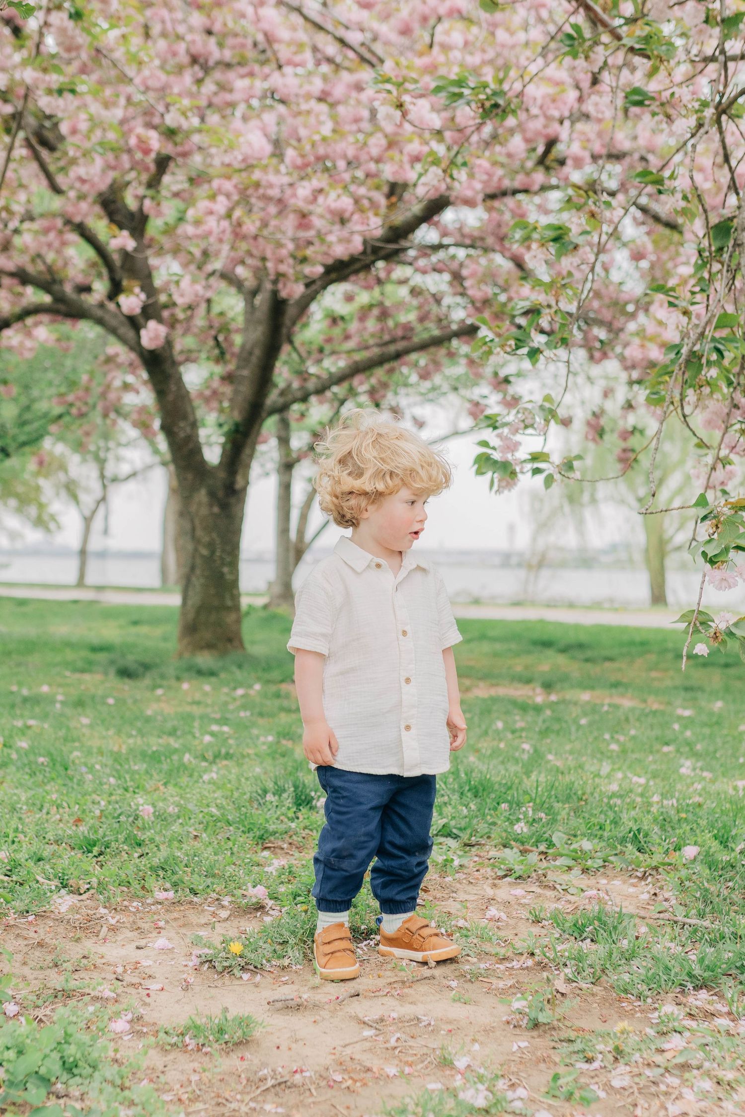 A child explores under blooming cherry blossom trees in a spring garden setting.
