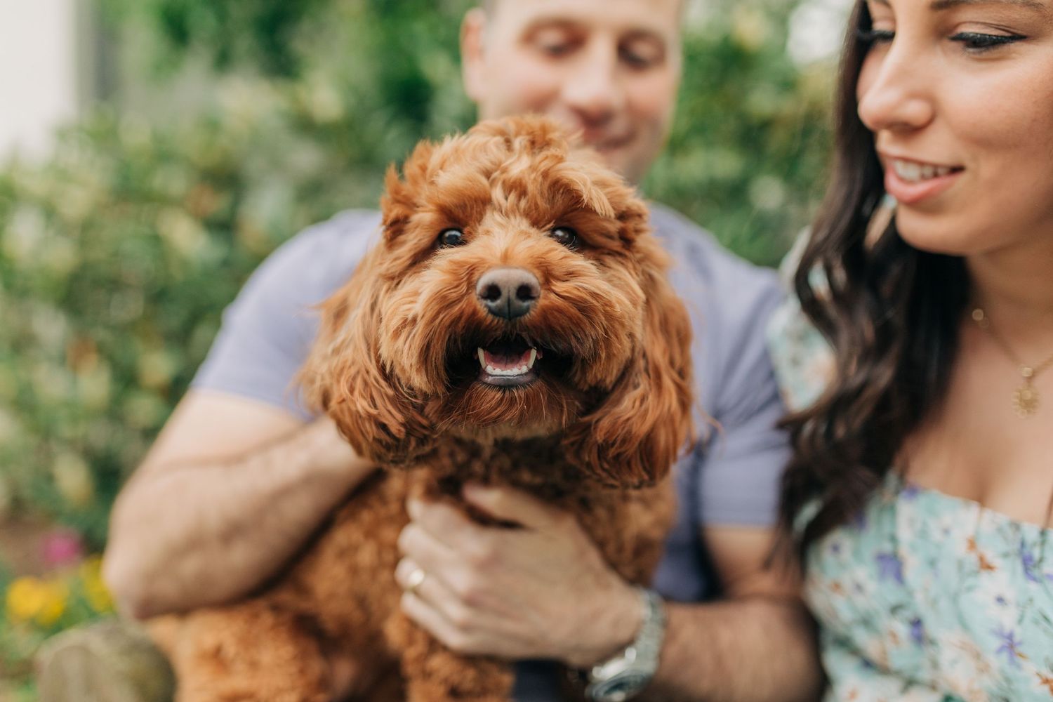 A small brown curly-haired dog joins a couple during their garden photoshoot.