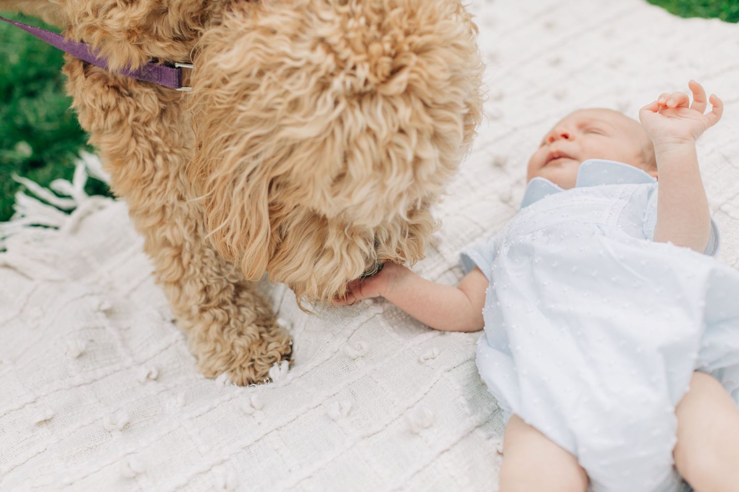 Curly-haired dog interacting with baby lying on white blanket in grass.
