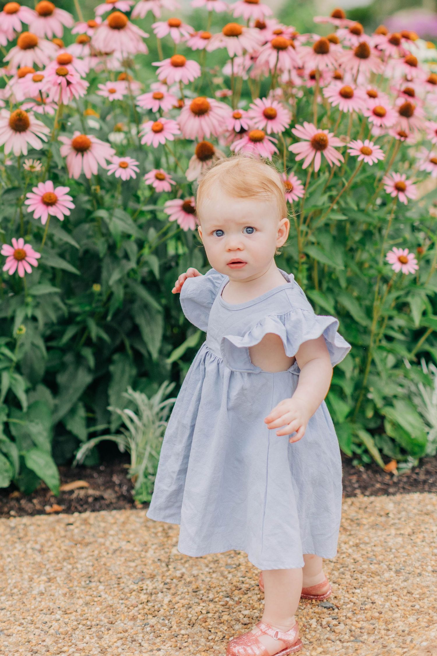 Adorable toddler girl in a blue dress standing in front of vibrant pink coneflowers in a garden.