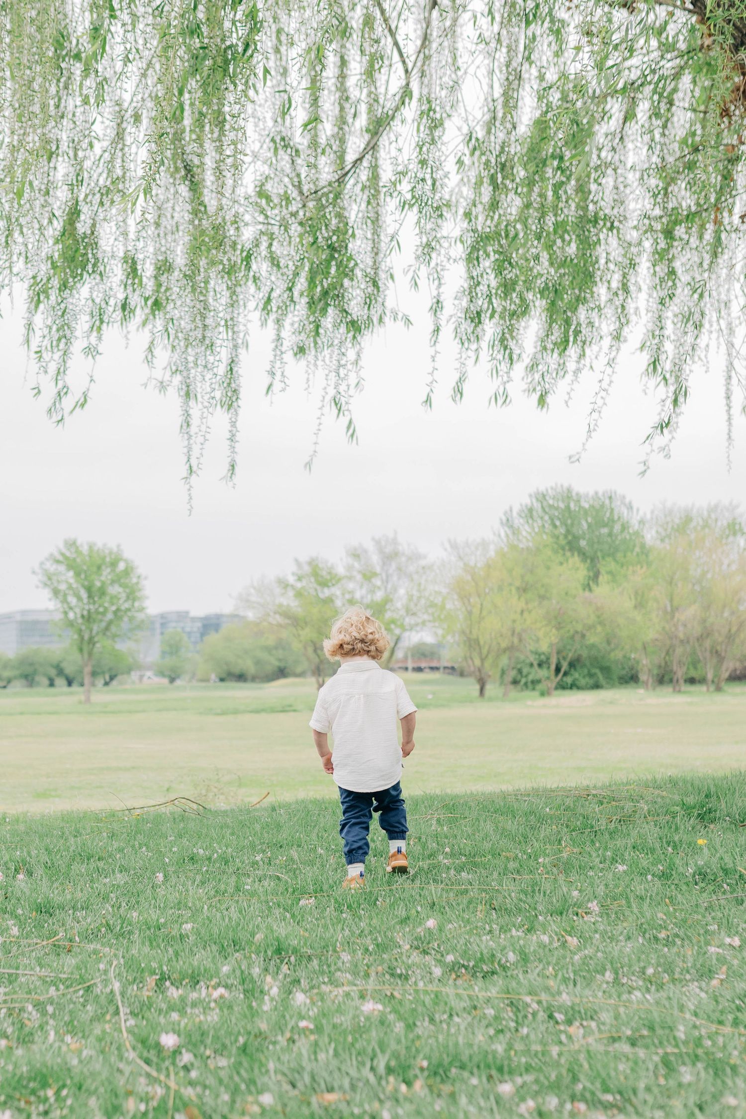 Child walks through grassy field under weeping willow trees on a spring day.