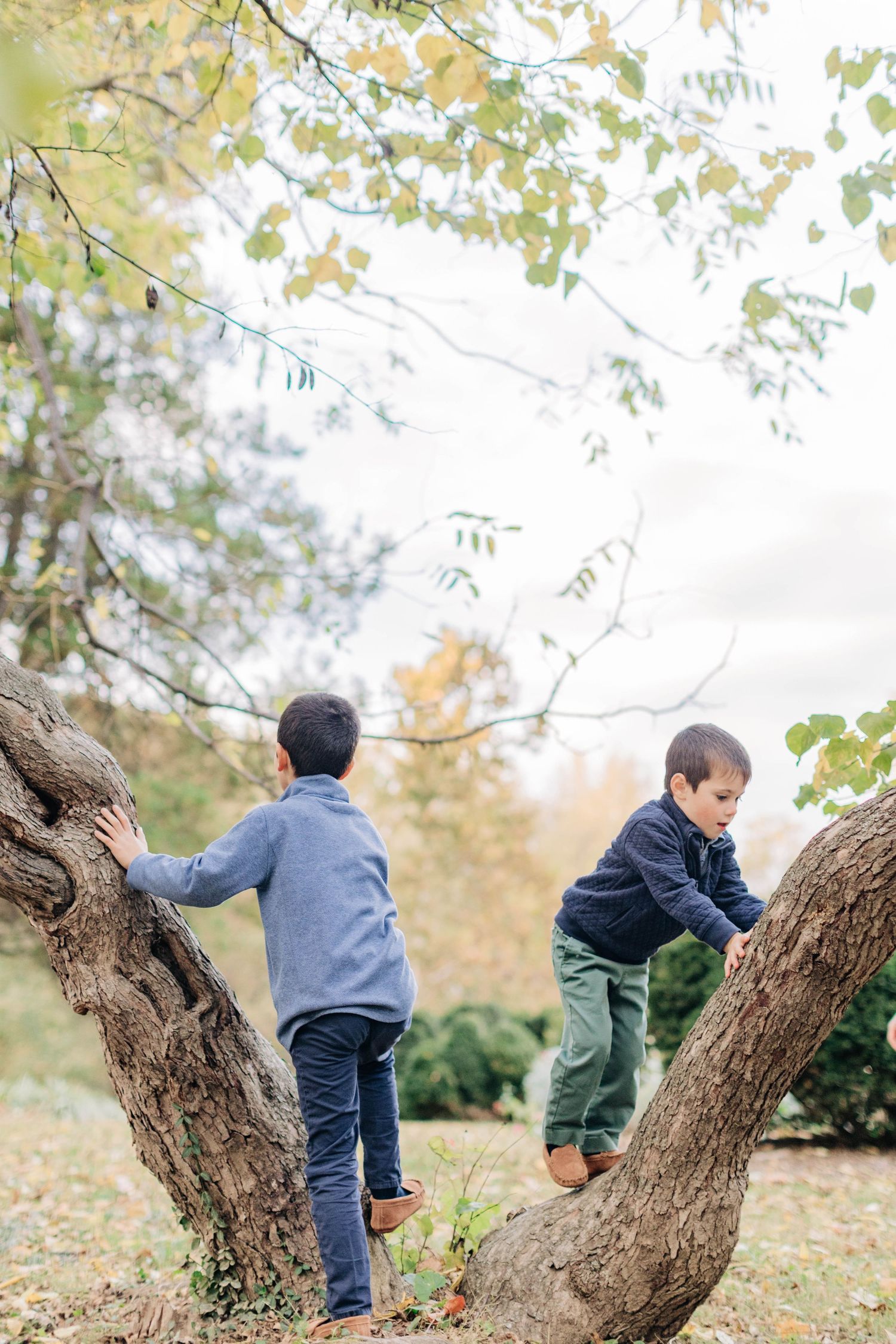 Two young boys climbing a large tree in a park during autumn with colorful foliage overhead.