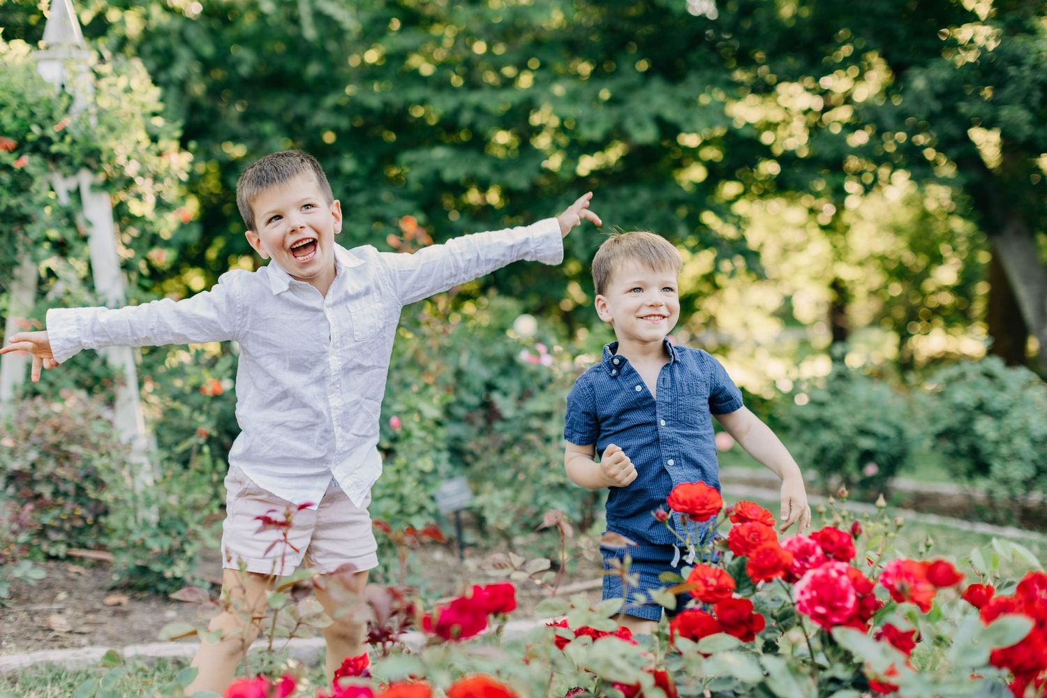 Two happy young boys laugh and play among vibrant red roses in a sunny garden setting.