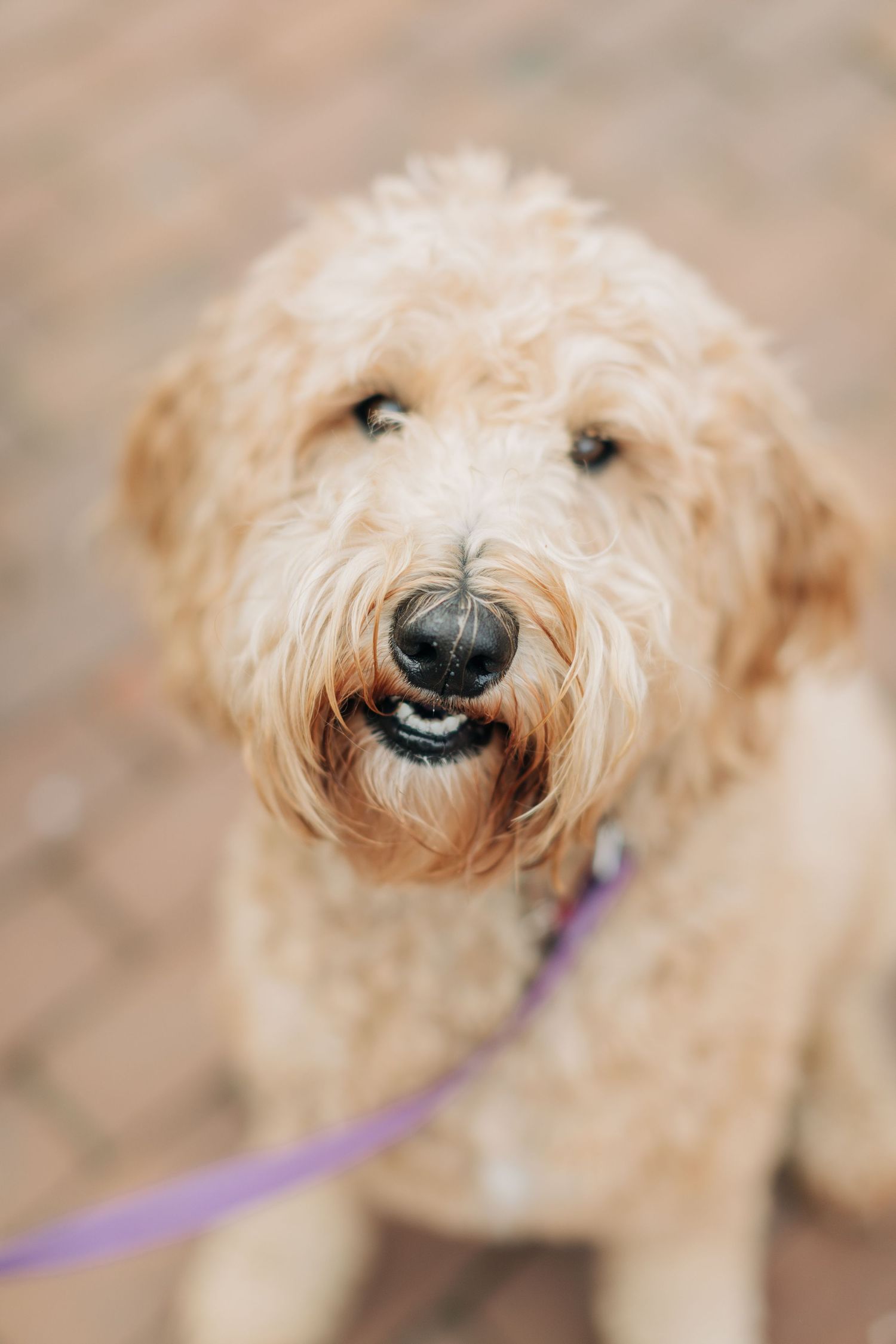 Close-up portraits of a smiling goldendoodle dog with fluffy cream-colored fur.