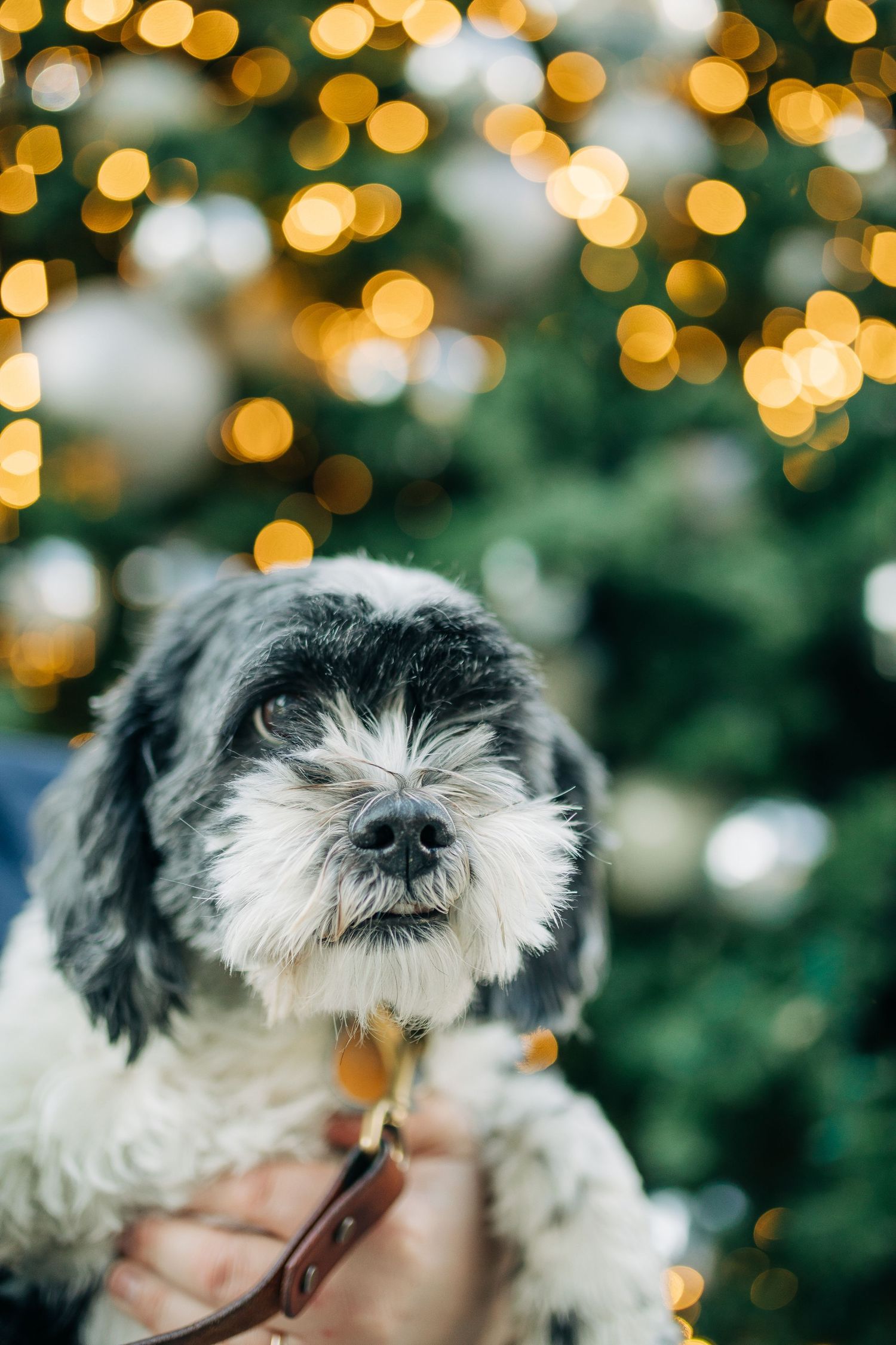 A black and white dog poses with a festive bokeh Christmas light background.