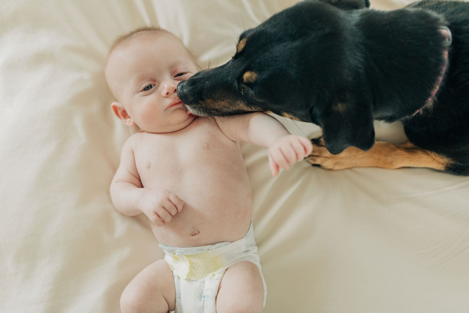 Black dog curiously watching baby during family photoshoot on white bed.