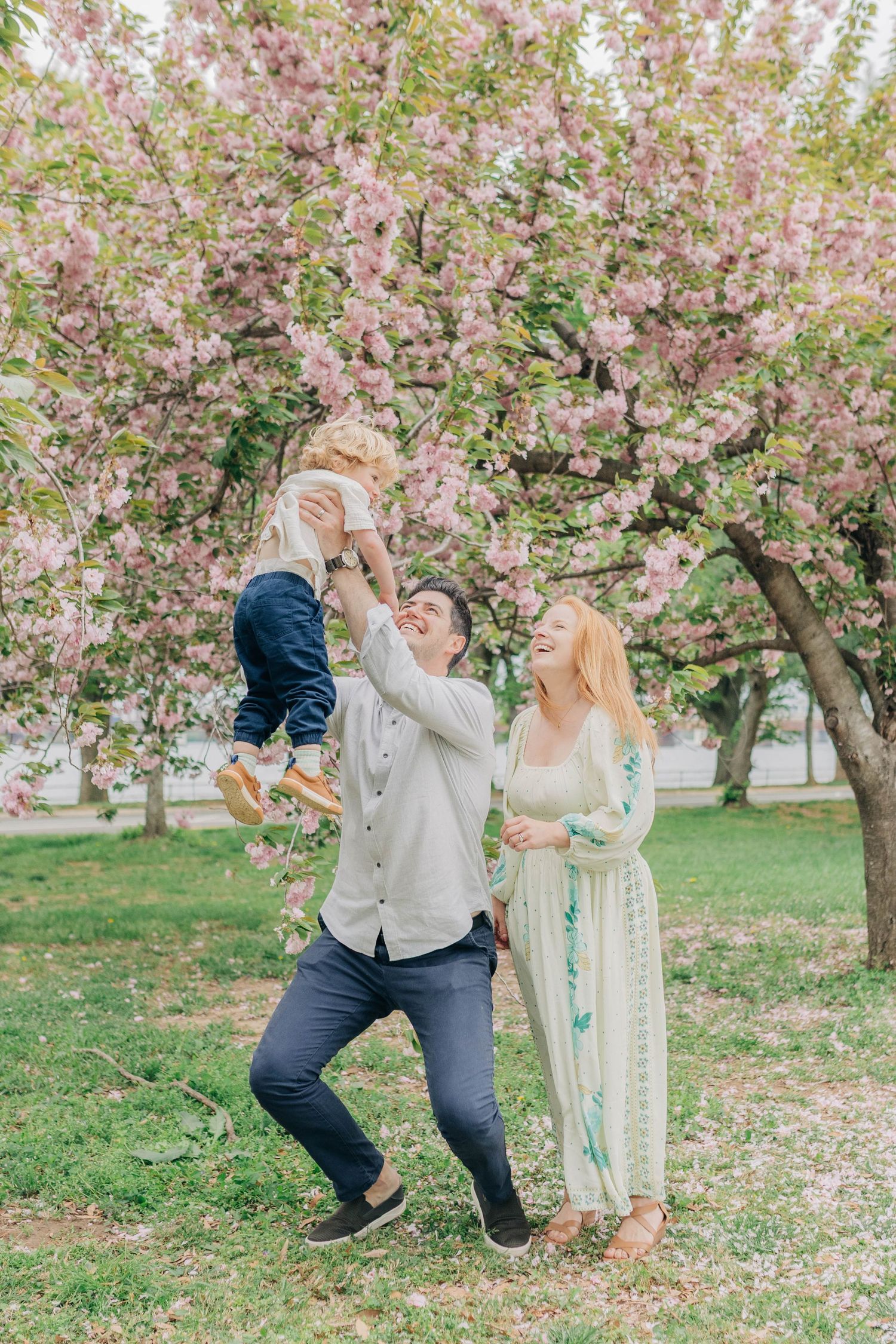A playful family moment captured under pink cherry blossom trees with petals falling around them.