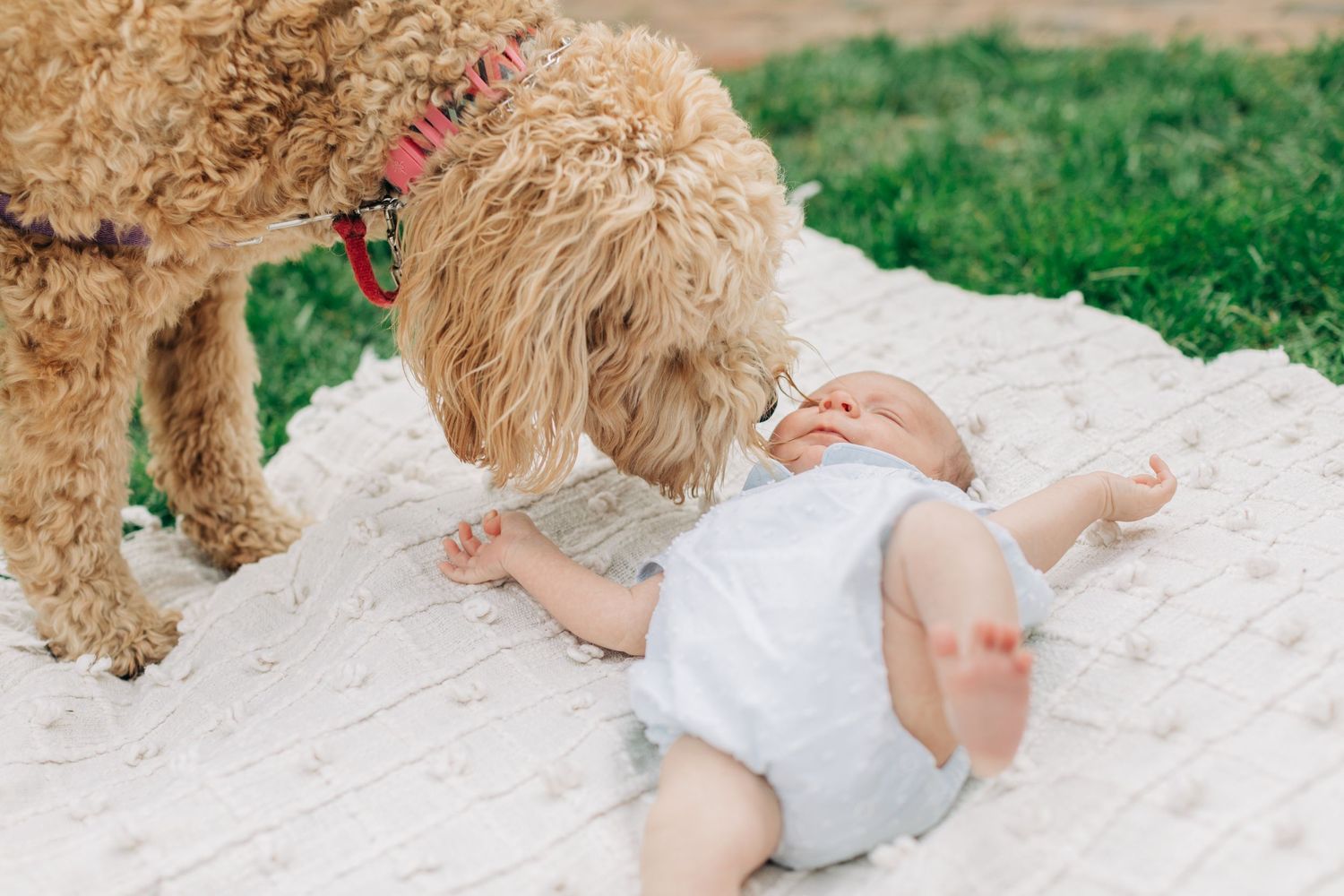 A fluffy goldendoodle dog plays with a baby on a white blanket outdoors.