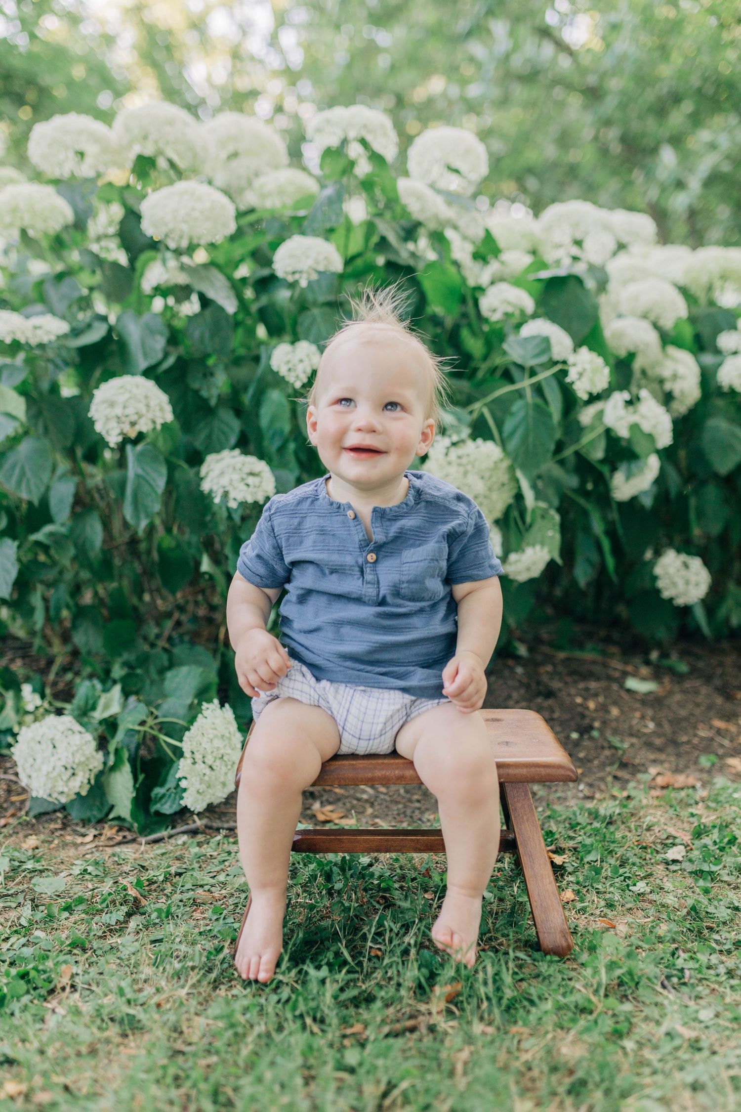 Small child sits on wooden stool surrounded by blooming white hydrangea bushes.