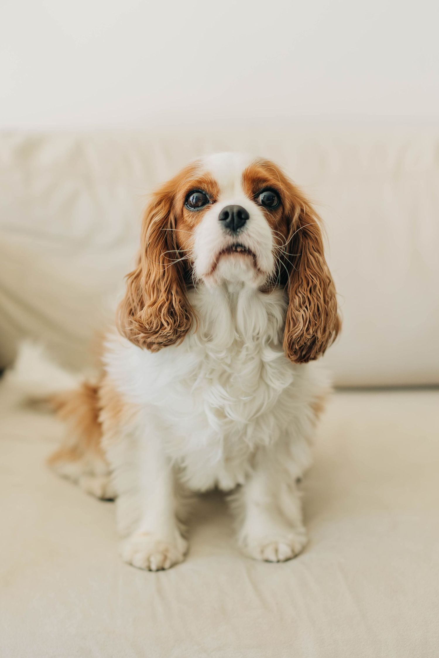 Cavalier King Charles Spaniel puppy sitting on a beige sofa, looking up with big expressive eyes.