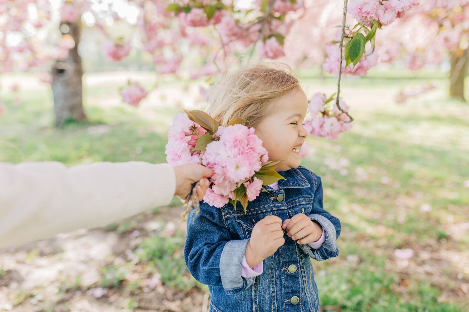 Close-up of pink cherry blossoms with soft natural lighting in springtime.